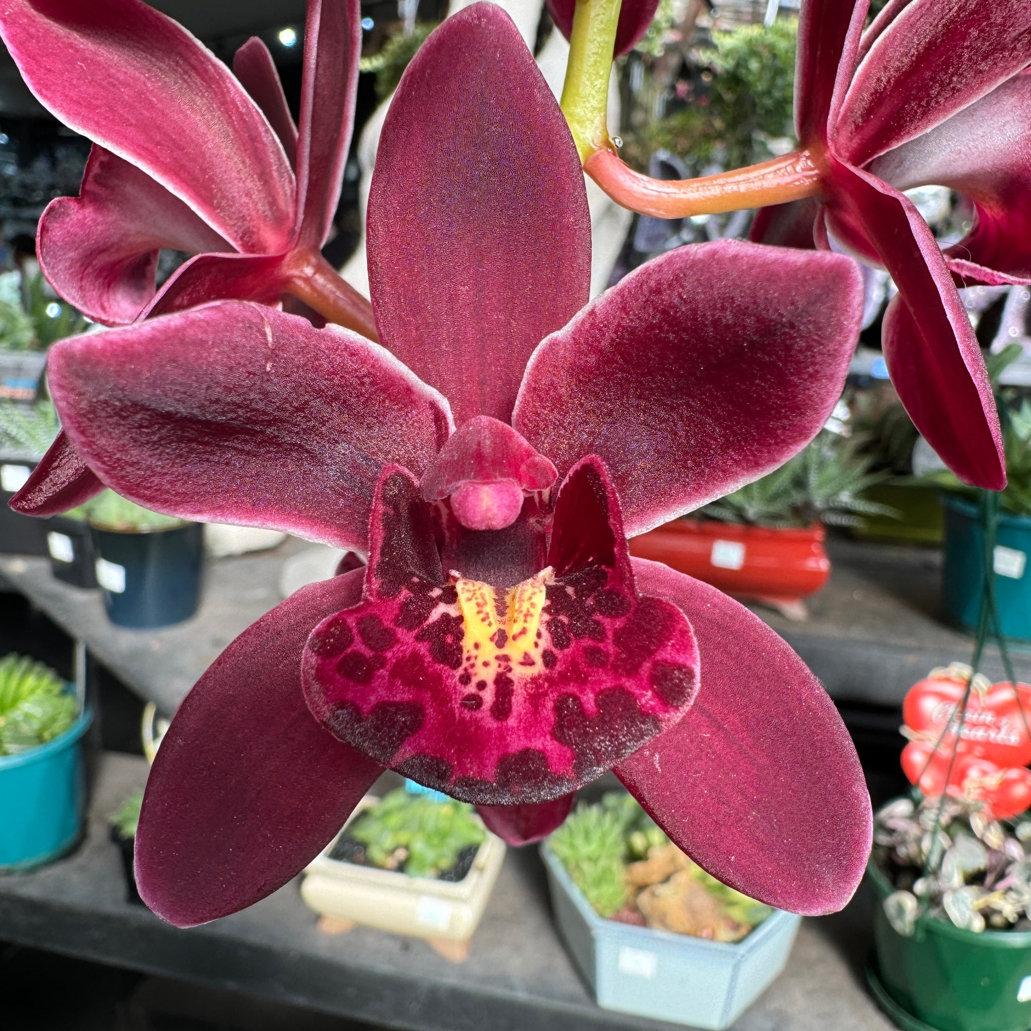 Cymbidium Ruby Eyes 'Tetra Baron' Pendulous