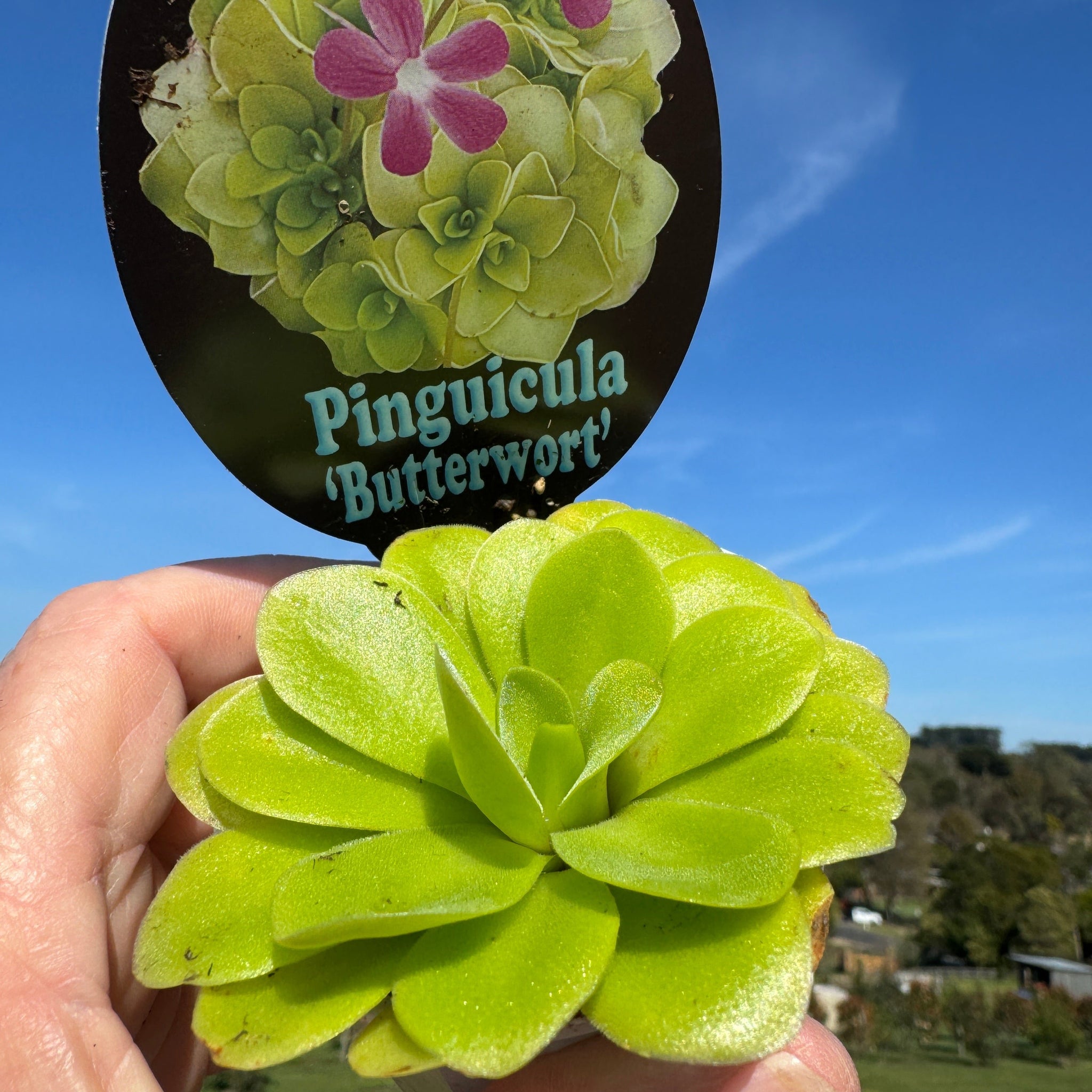 Pinguicula 'Butterwort'