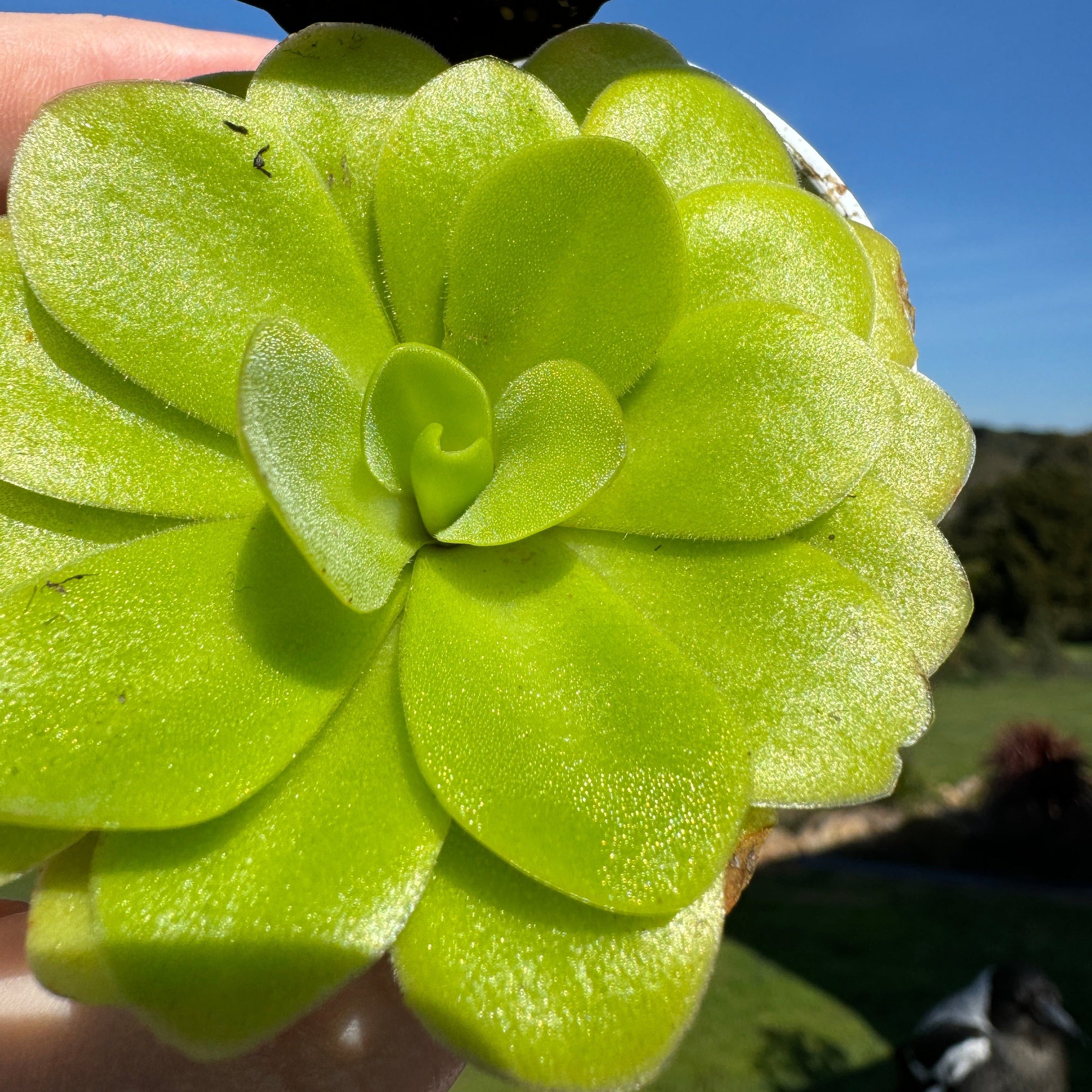 Pinguicula 'Butterwort'