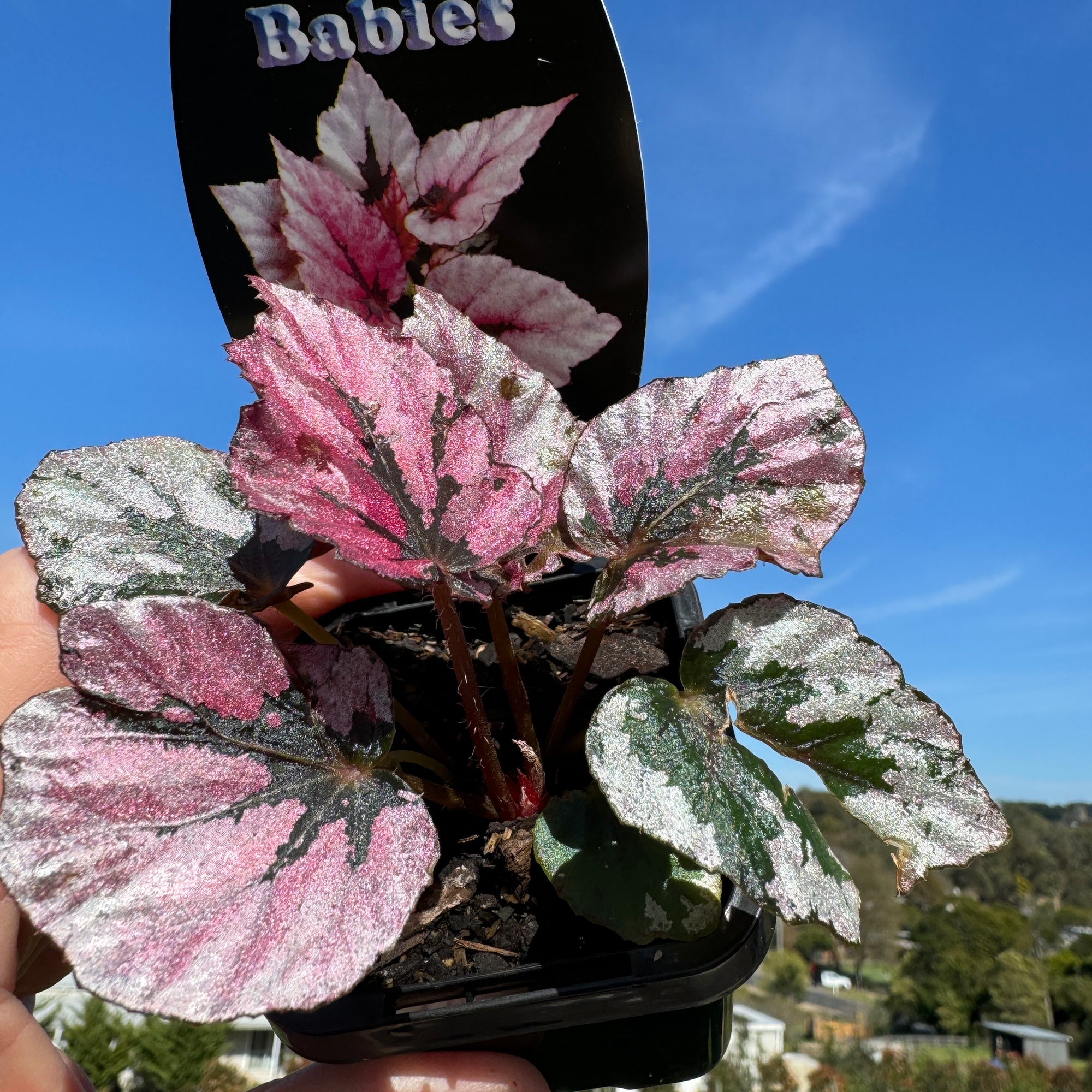 Begonia Rex 'Indian Summer'