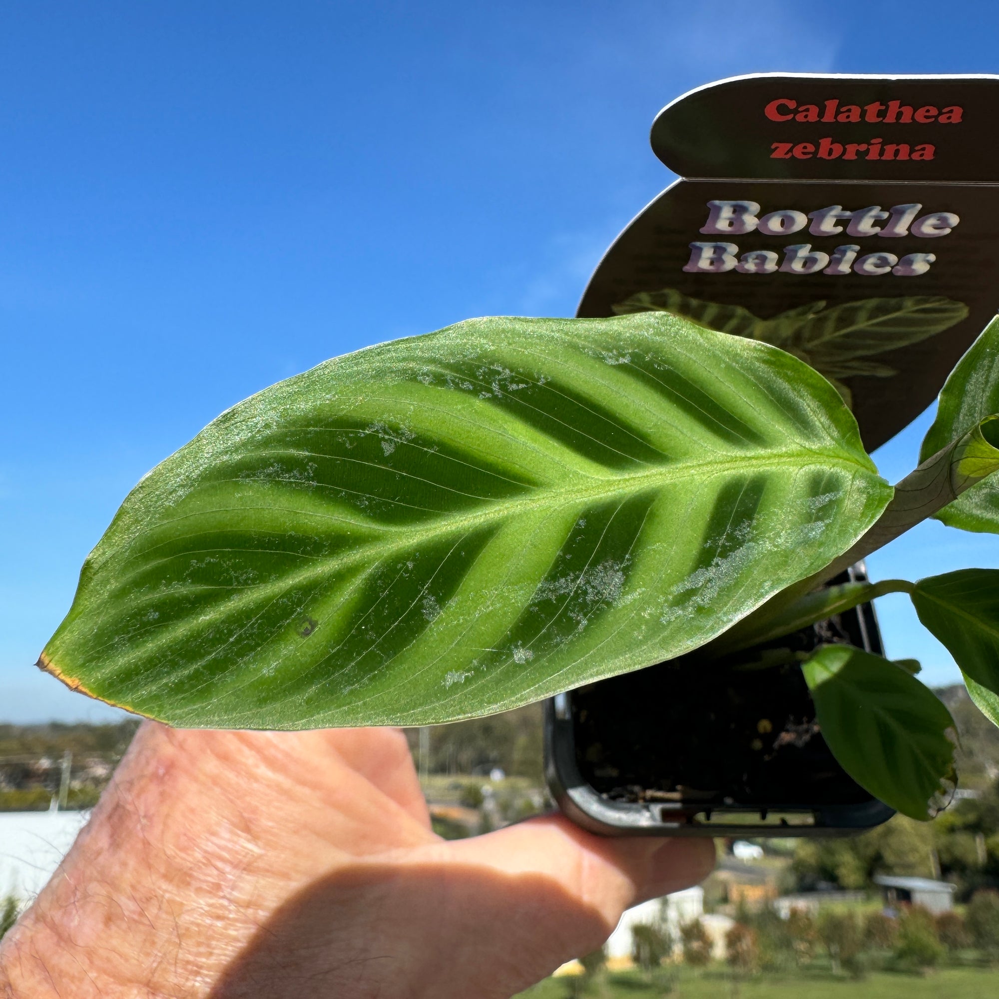 Calathea zebrina