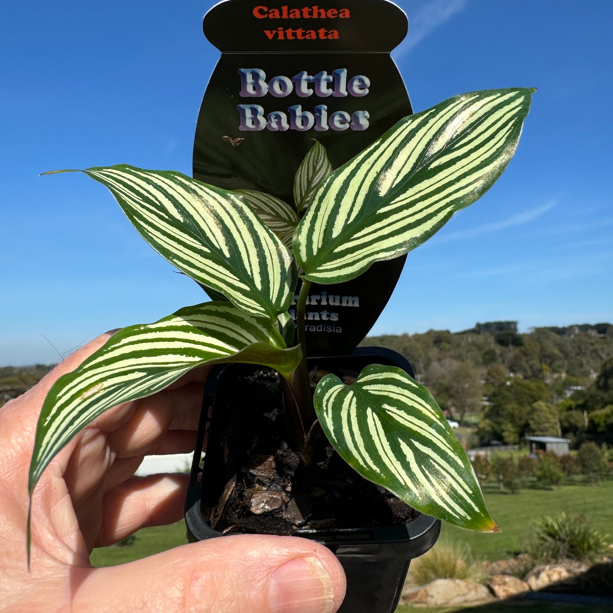 Calathea vittata