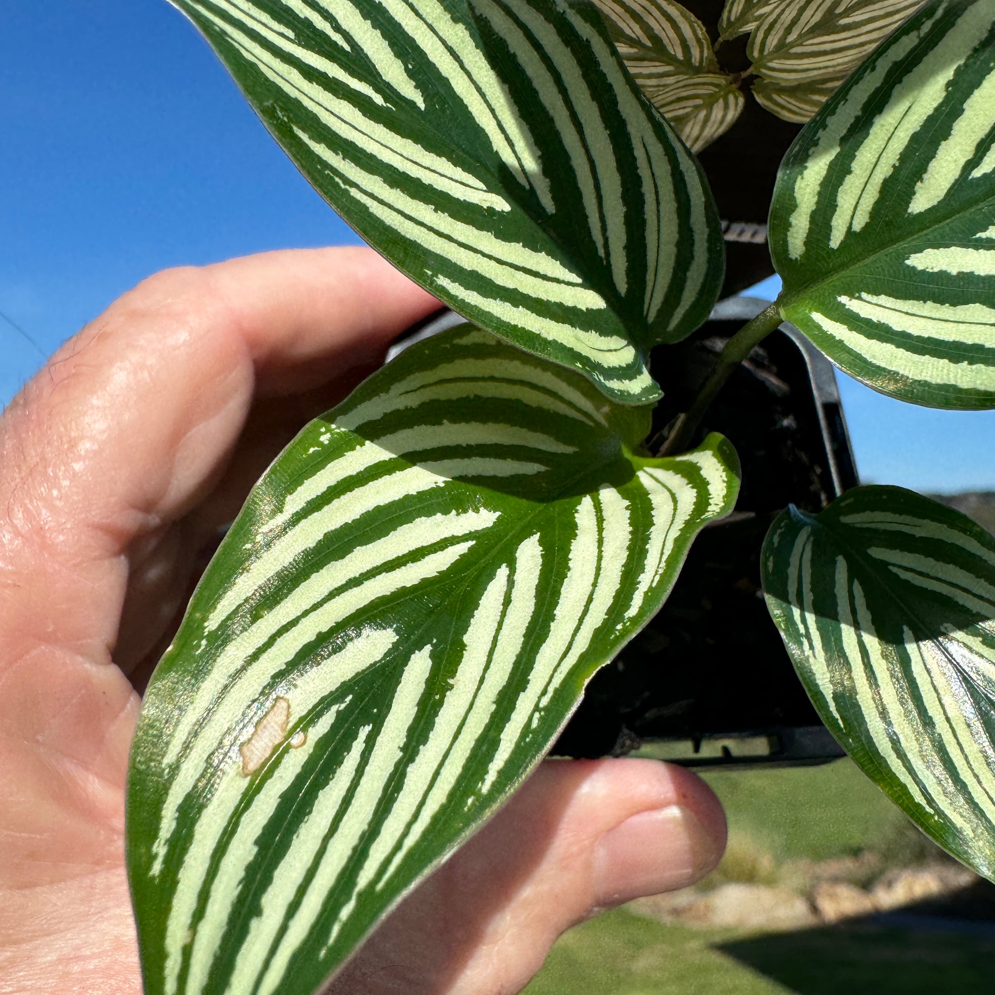 Calathea vittata