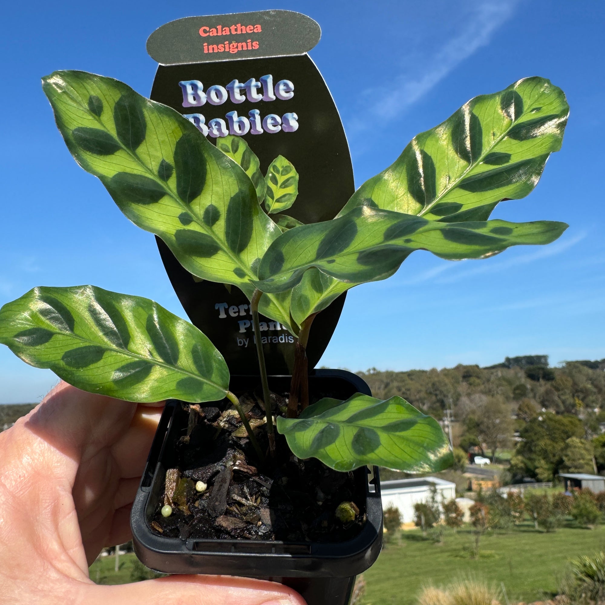 Calathea insignis 'The Rattlesnake Plant'