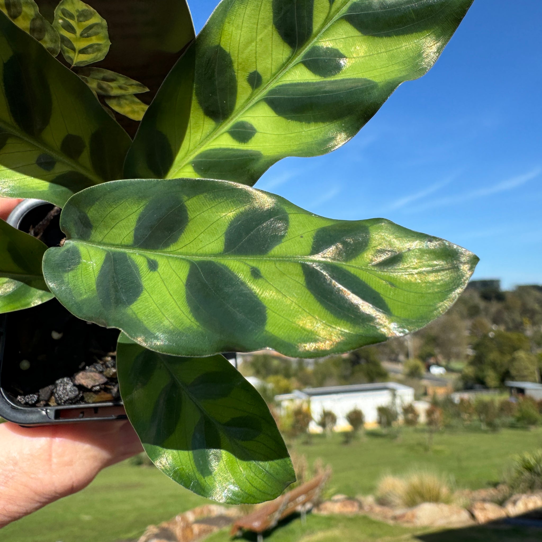 Calathea insignis 'The Rattlesnake Plant'