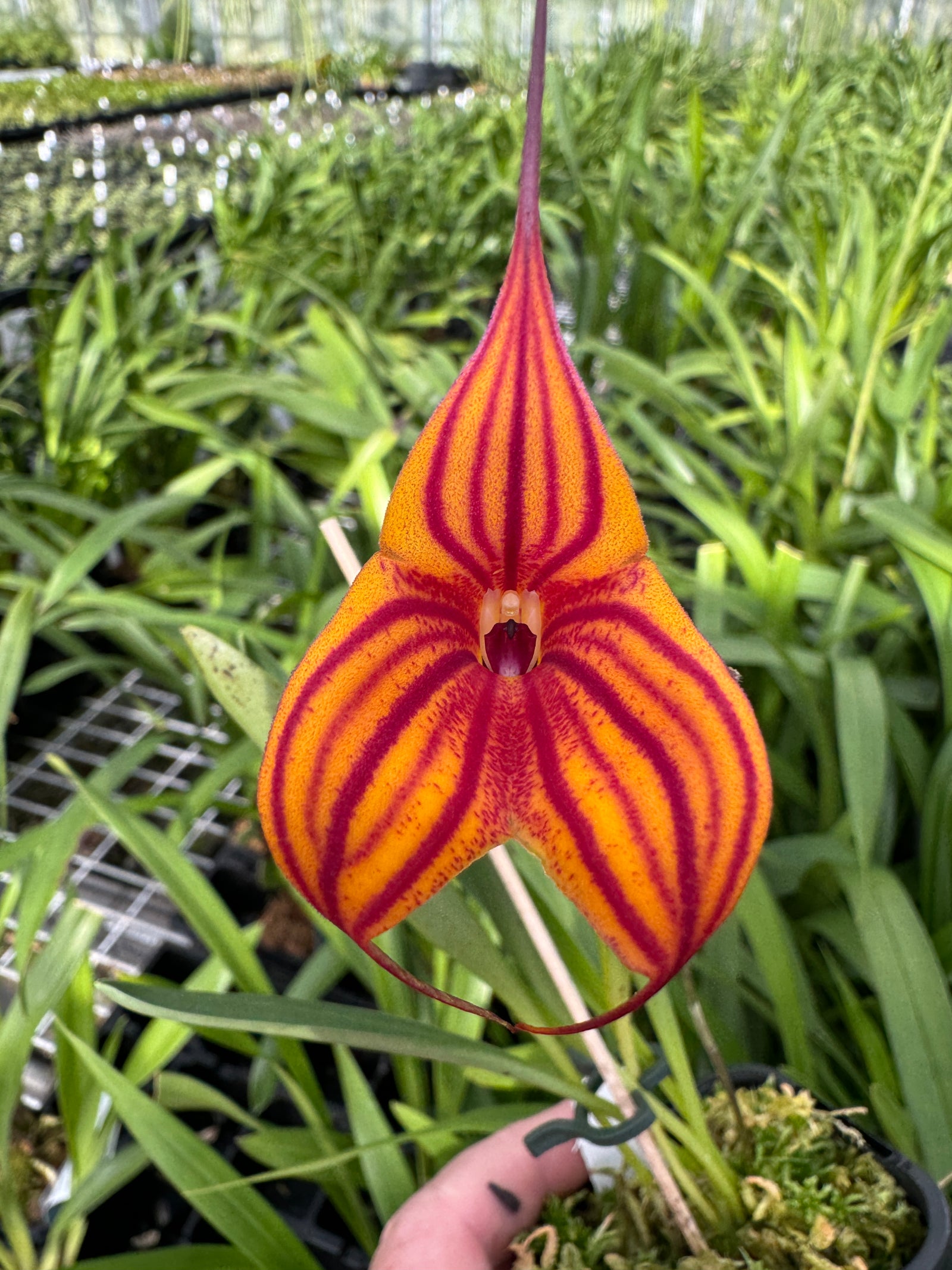 Masdevallia Veitchs Candy Cane divisions video