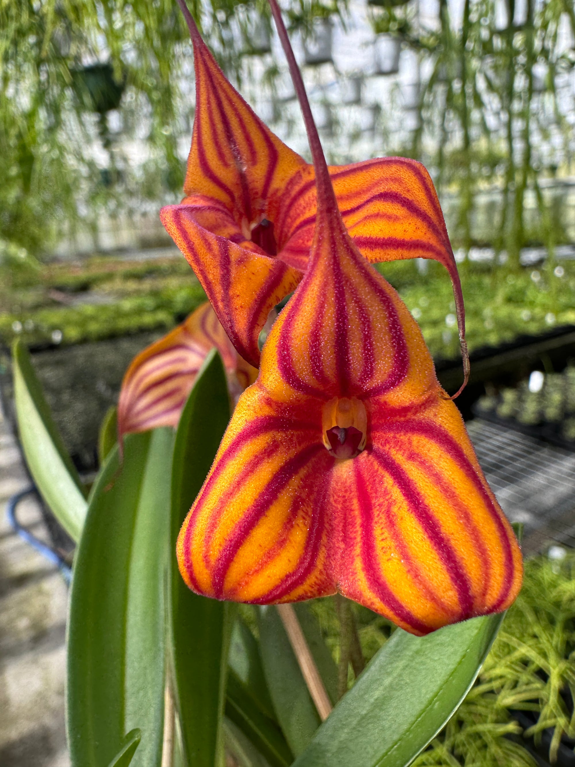 Masdevallia Veitchs Candy Cane divisions video