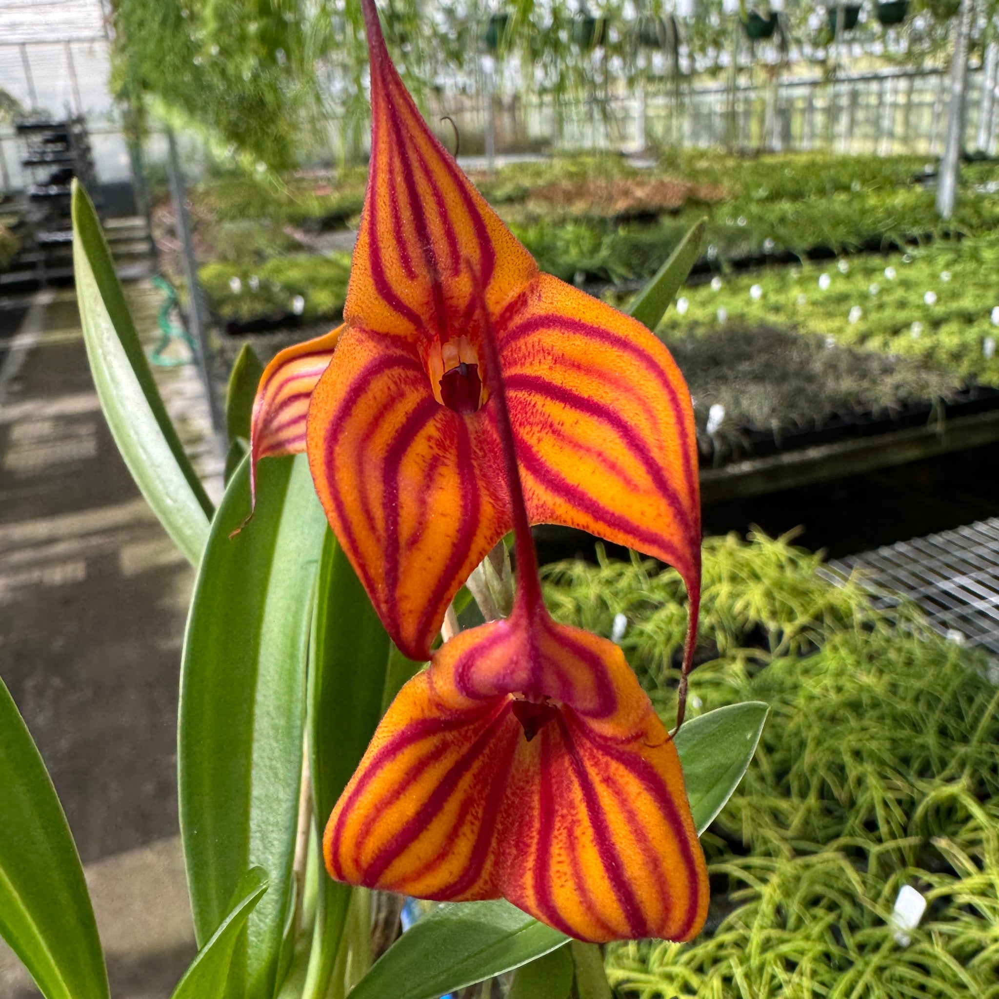 Masdevallia Veitchs Candy Cane divisions video