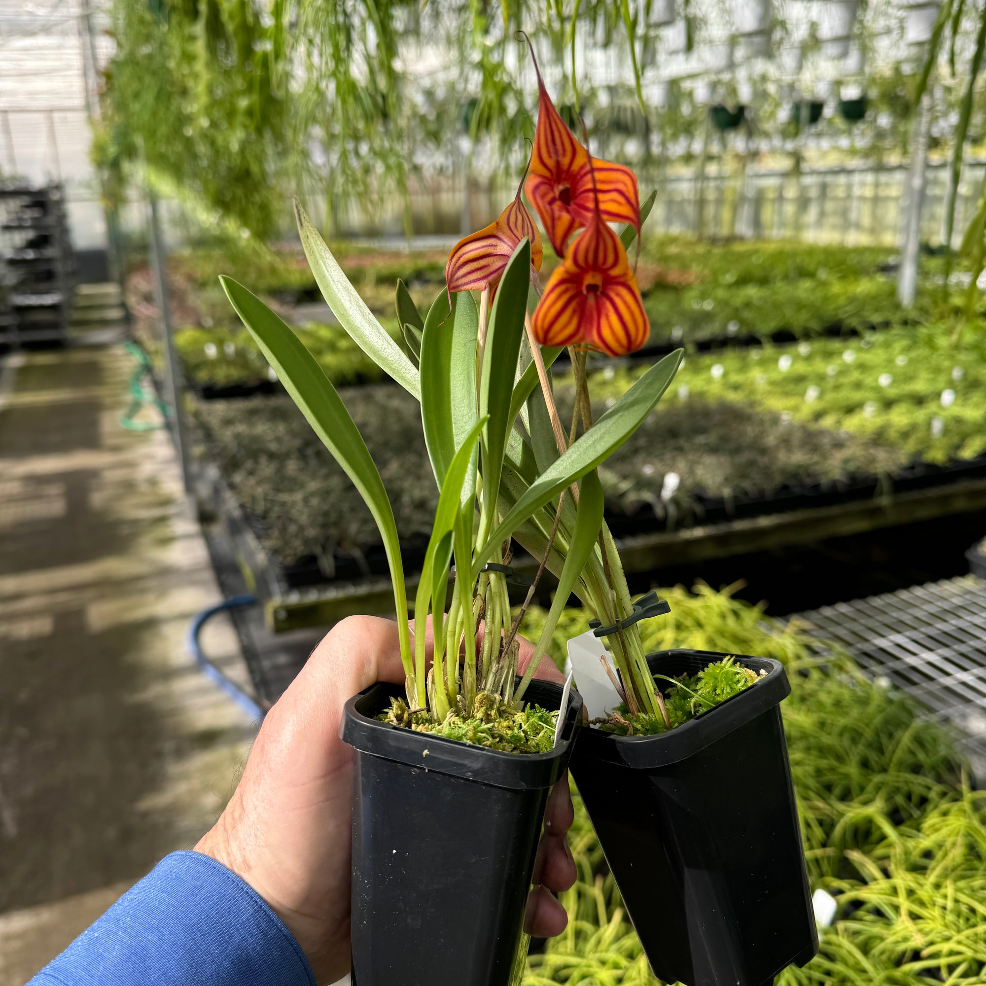 Masdevallia Veitchs Candy Cane divisions video