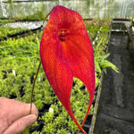 Masdevallia 'Red Baron'