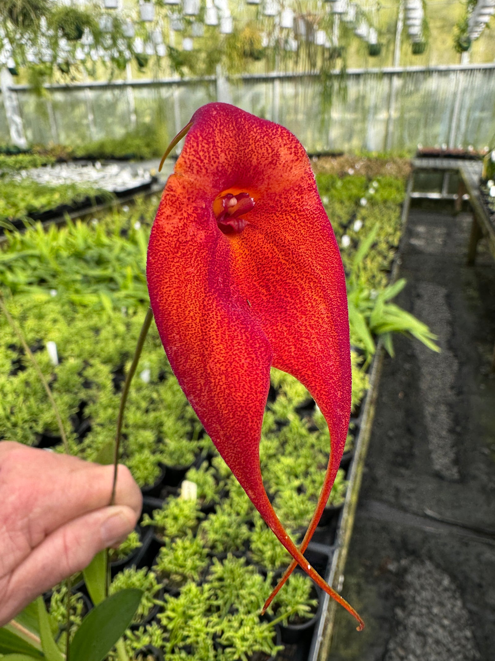 Masdevallia 'Red Baron'