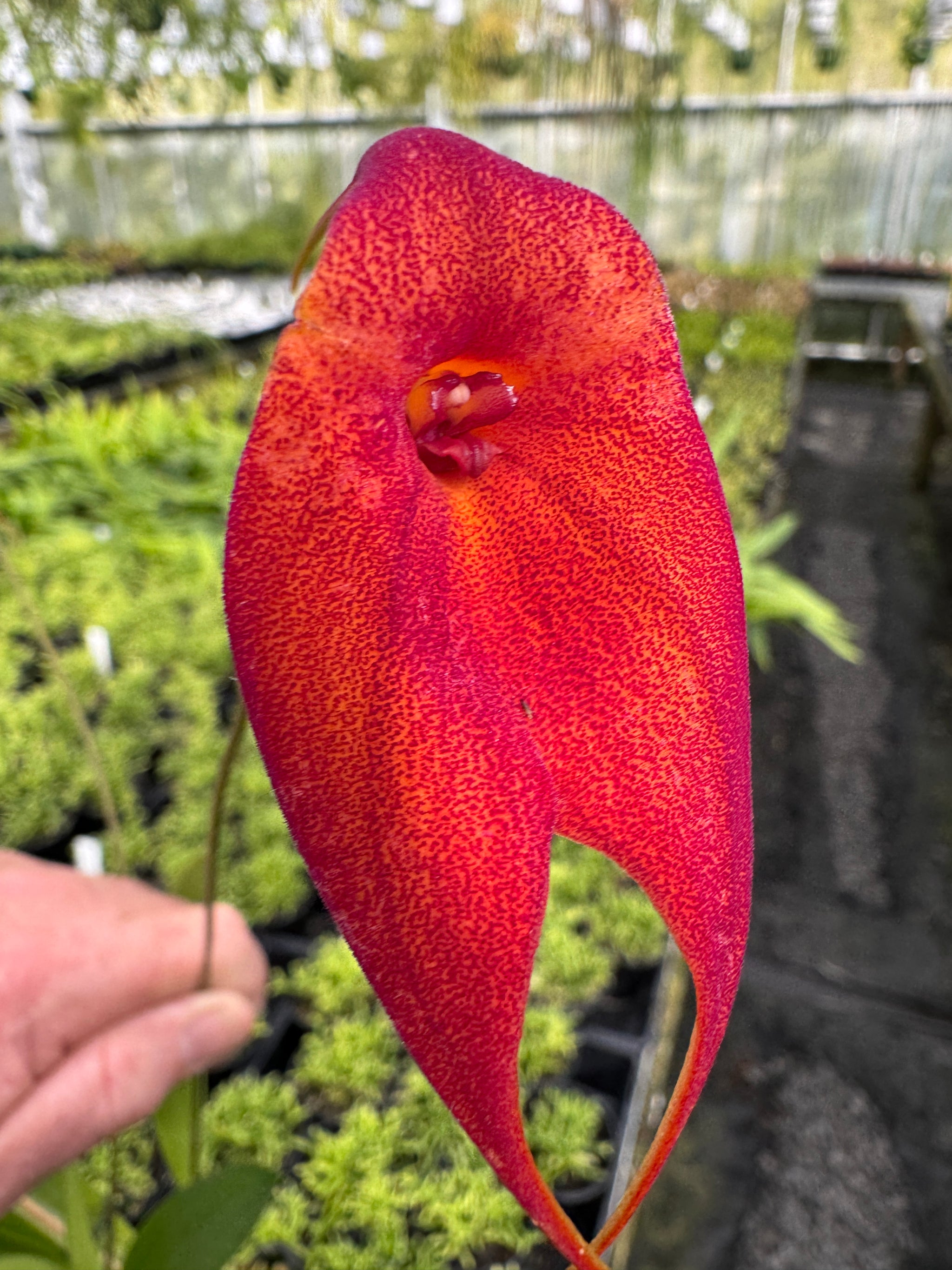 Masdevallia 'Red Baron'