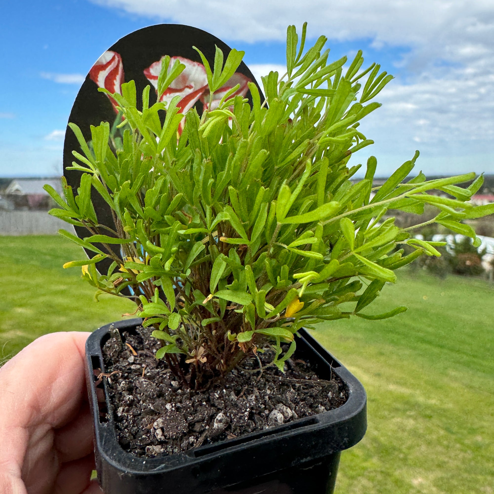 Oxalis versicolour 'Barbers Pole Oxalis'