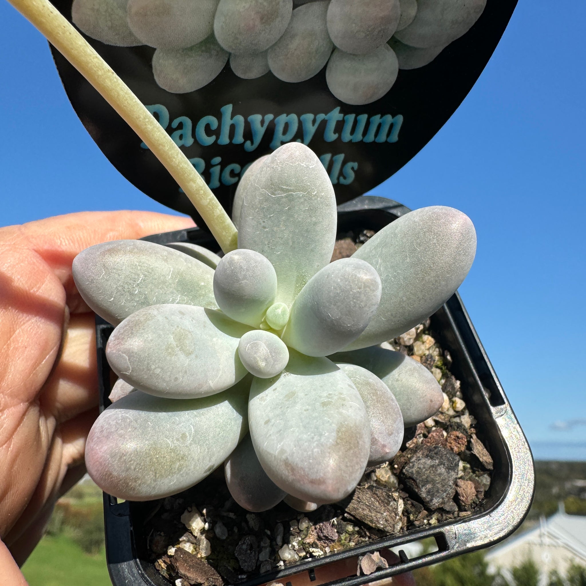 Pachyphytum 'Rice Balls'