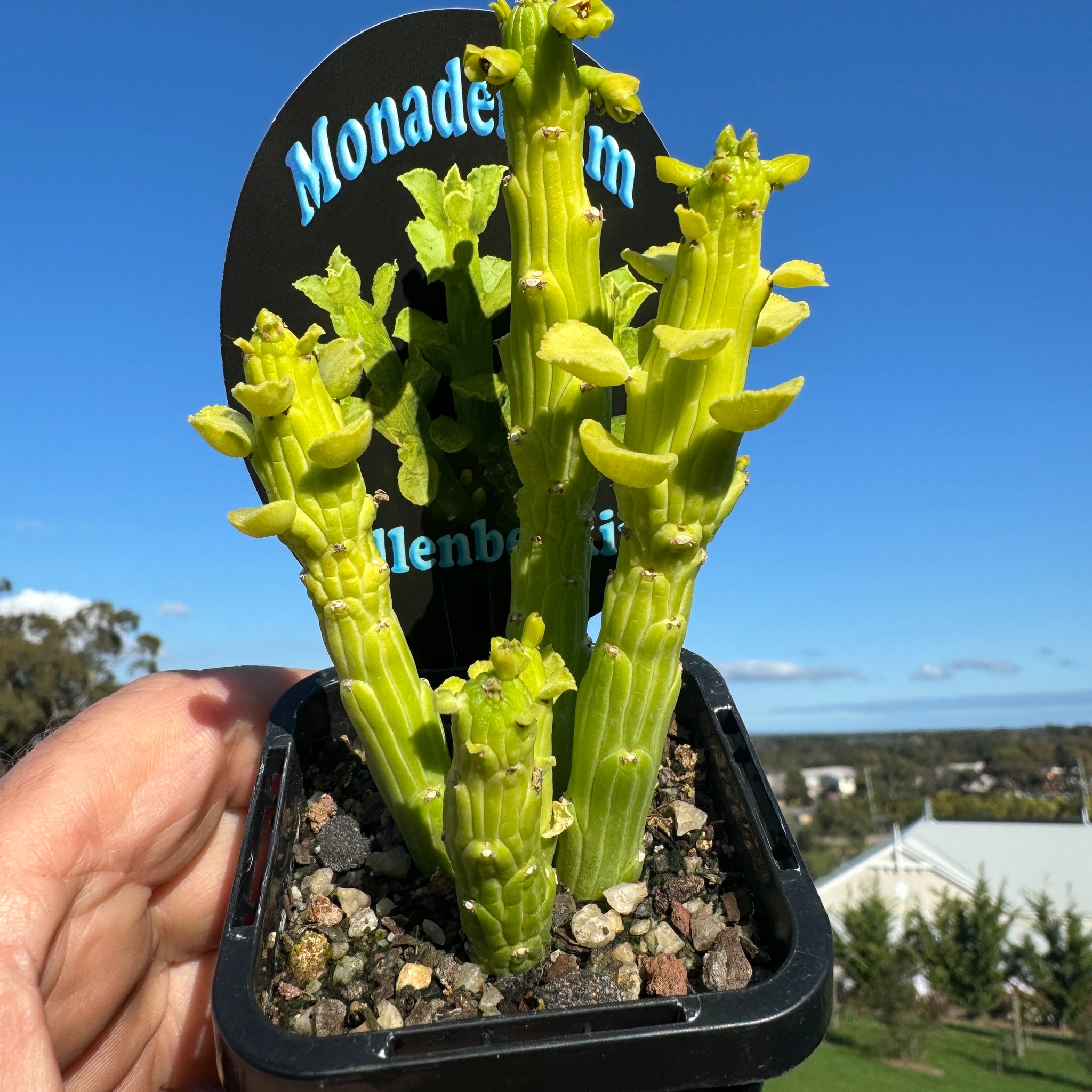 Monadenium ellenbeckii