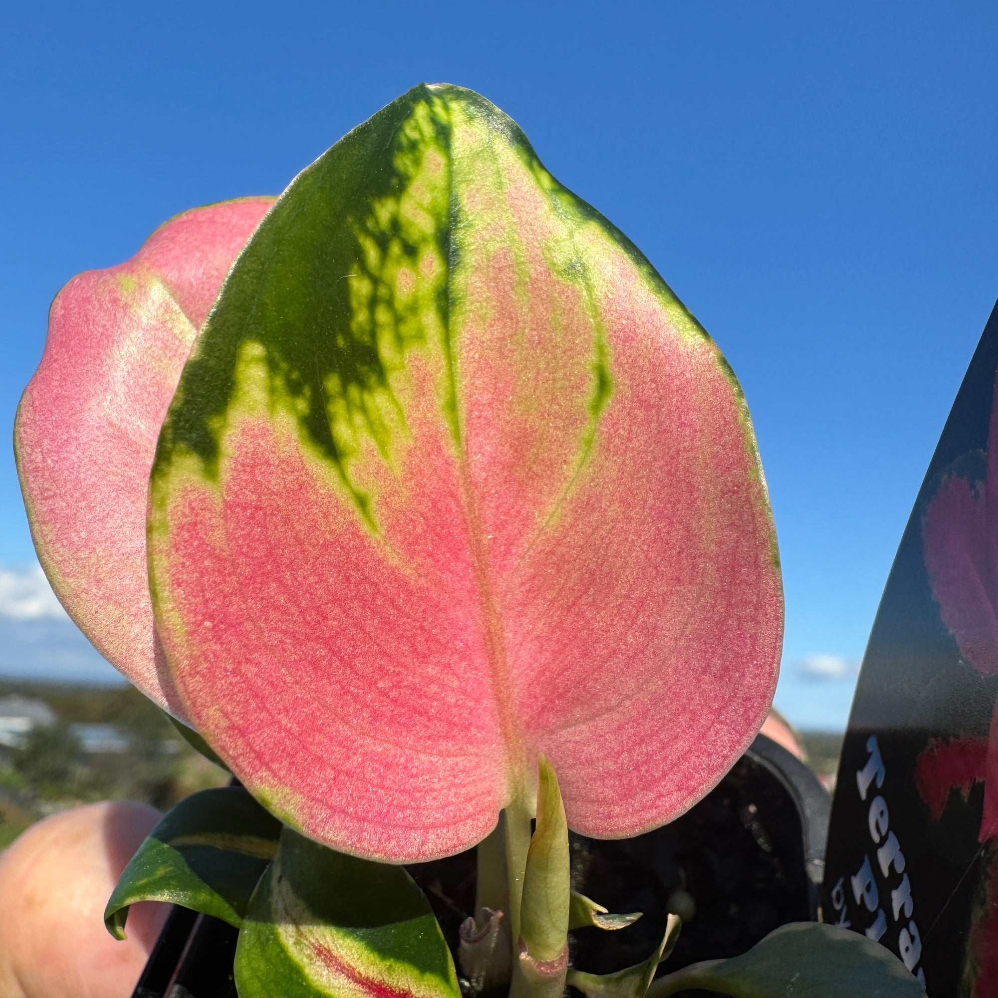 Aglaonema 'China Red'