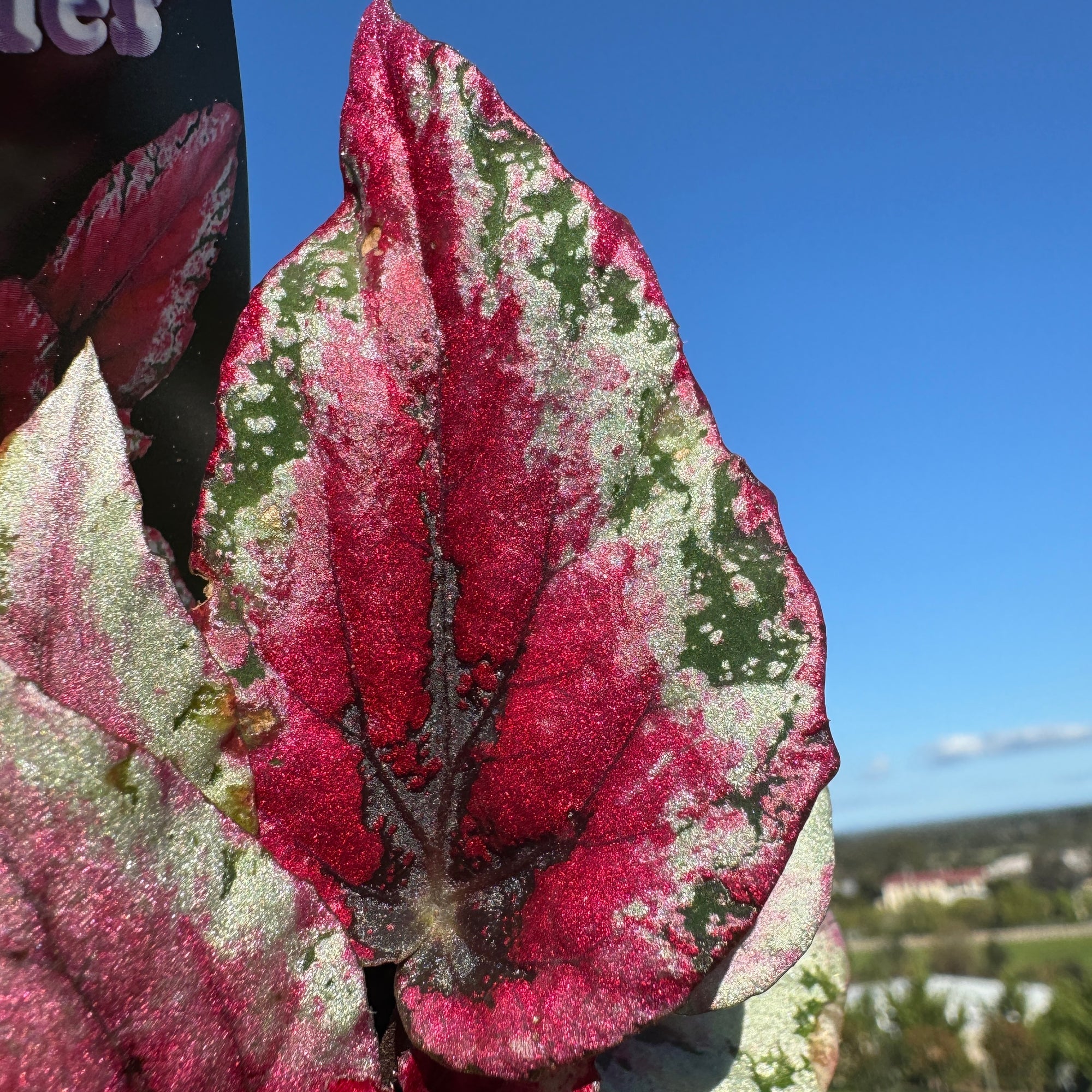 Begonia Rex 'Maui Sunset'