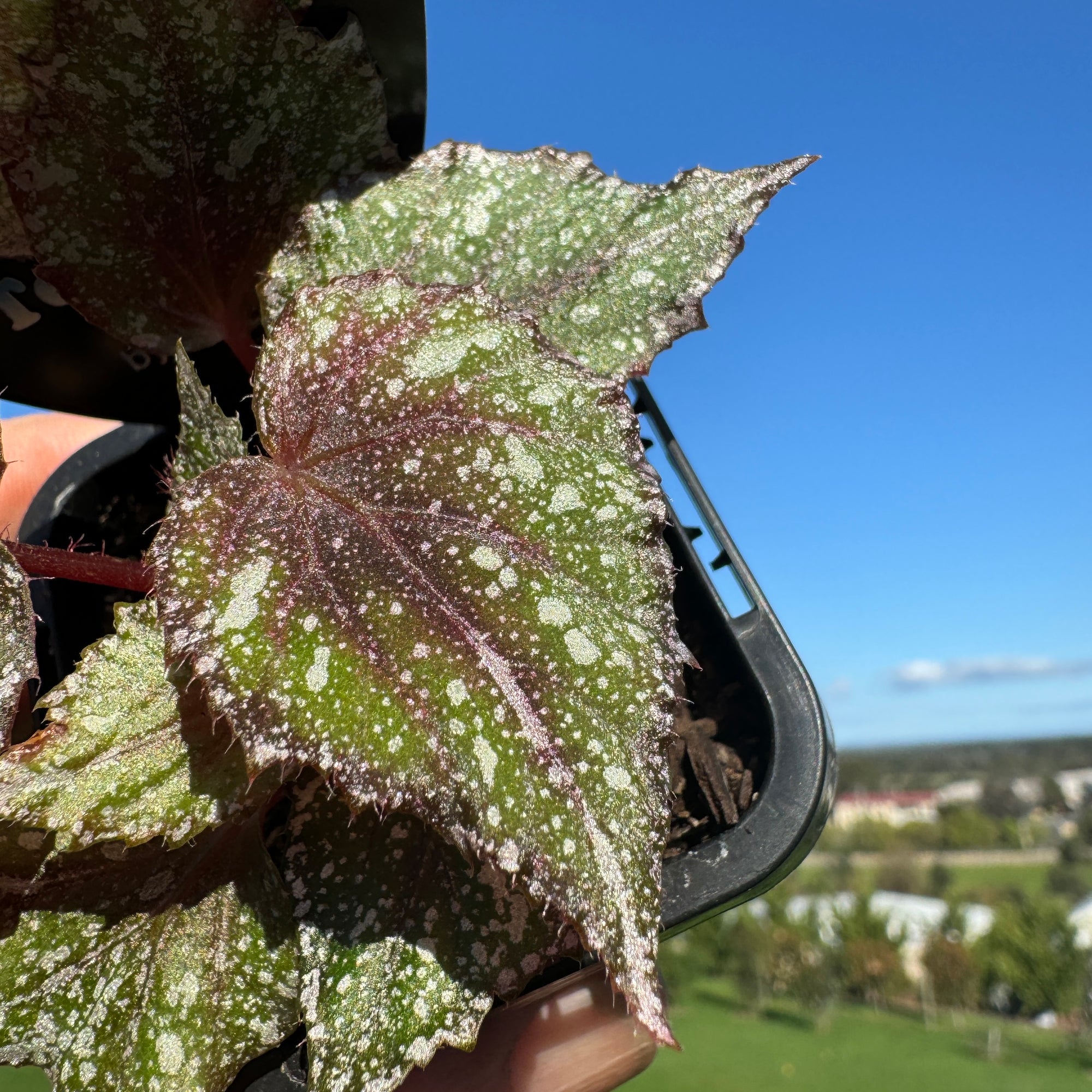 Begonia Rex 'Speckles'