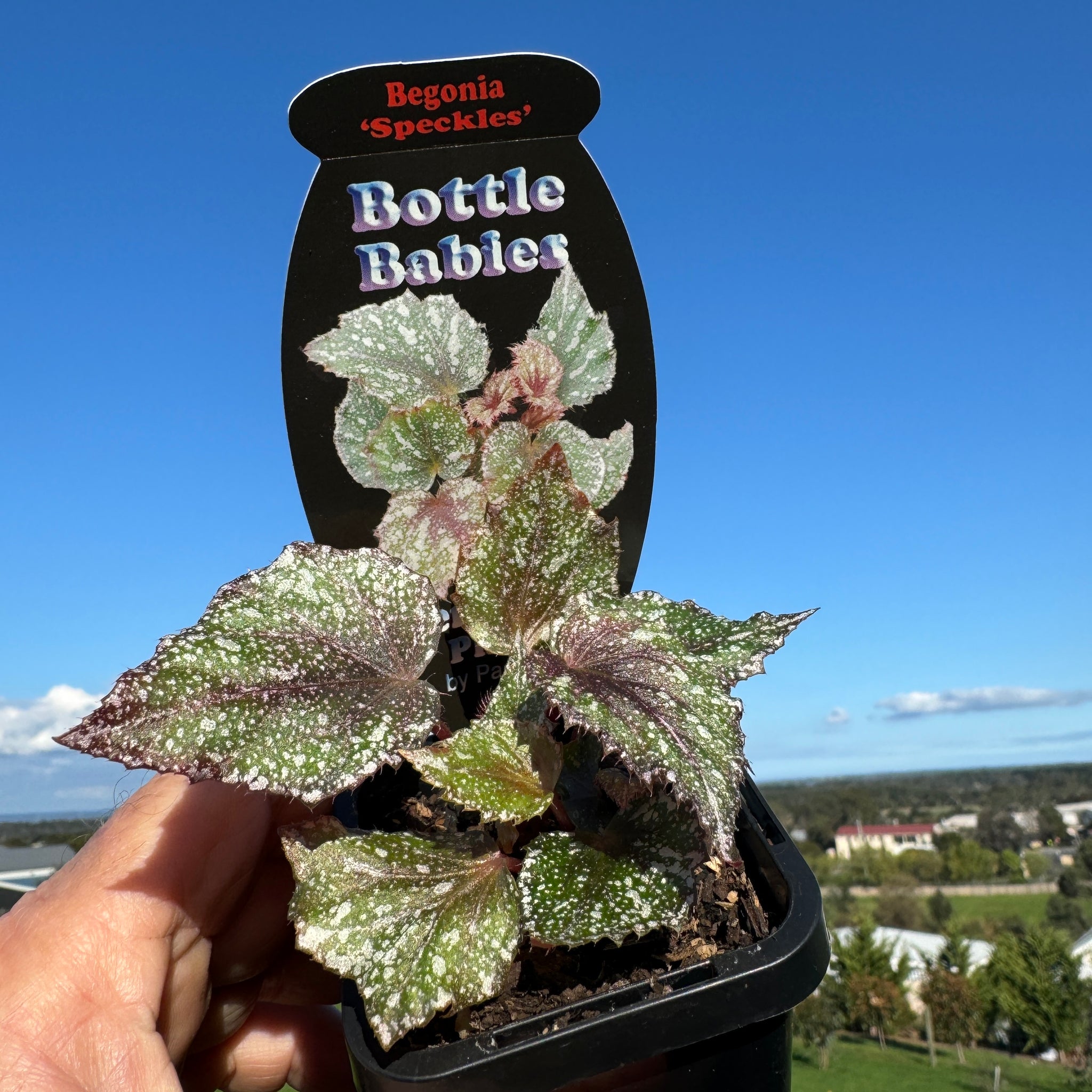 Begonia Rex 'Speckles'