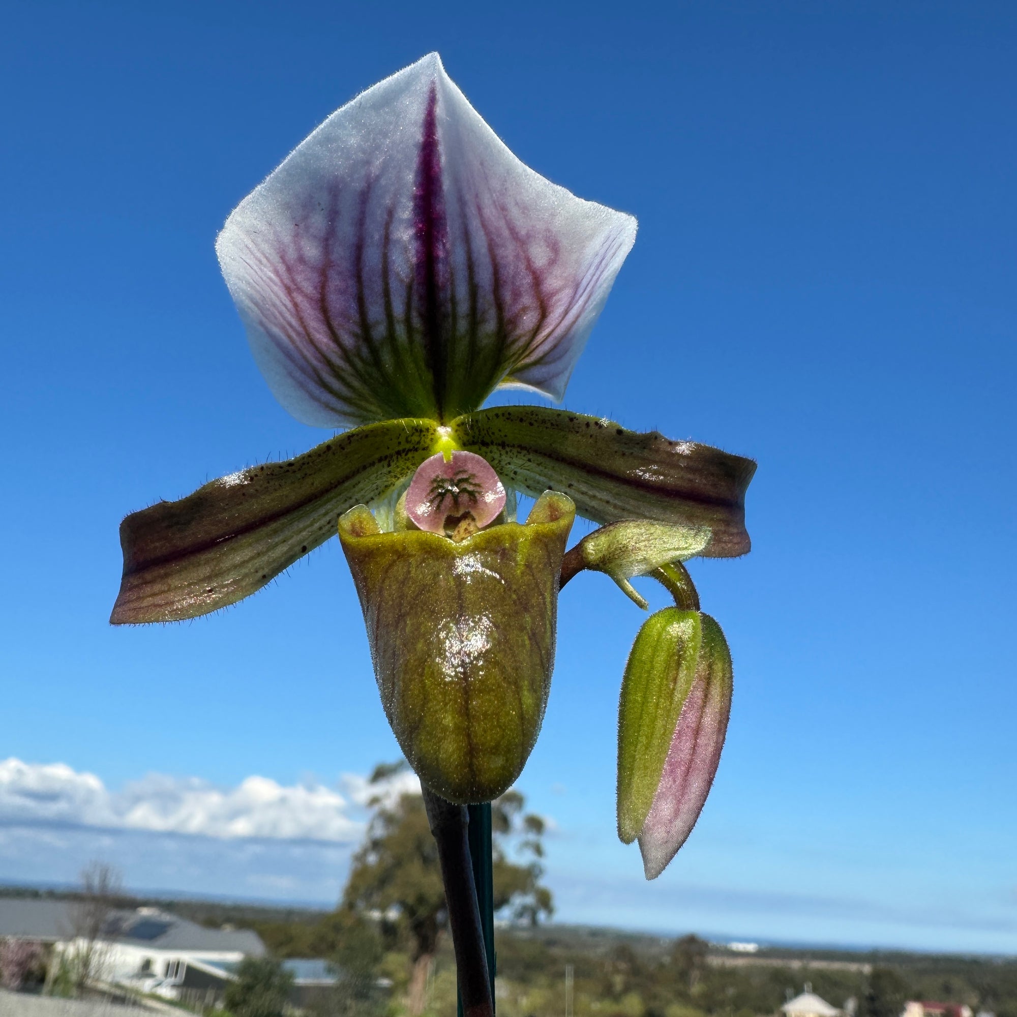 Paphiopedilum spicerianum x Yi Ying'Morning Sun'