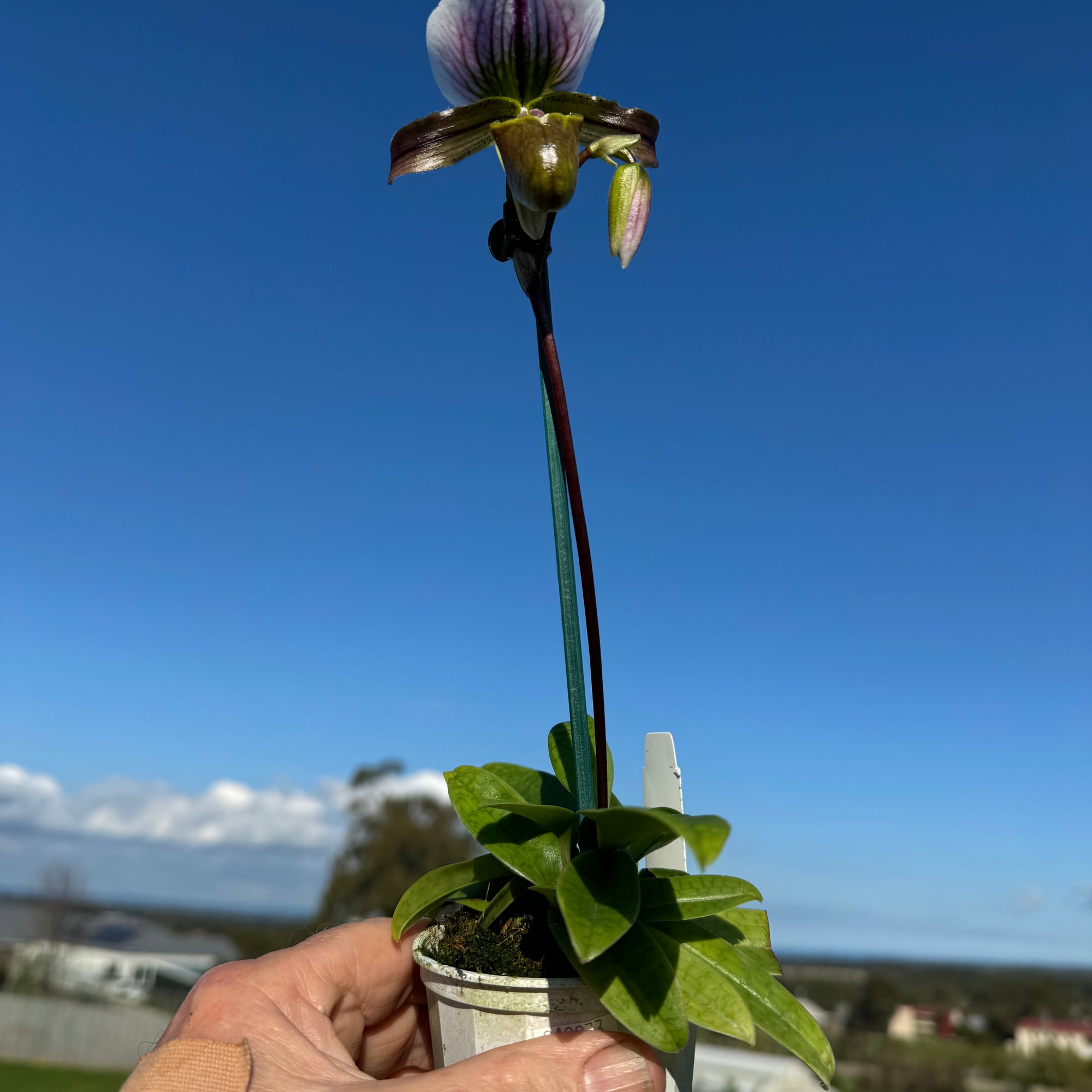 Paphiopedilum spicerianum x Yi Ying'Morning Sun'