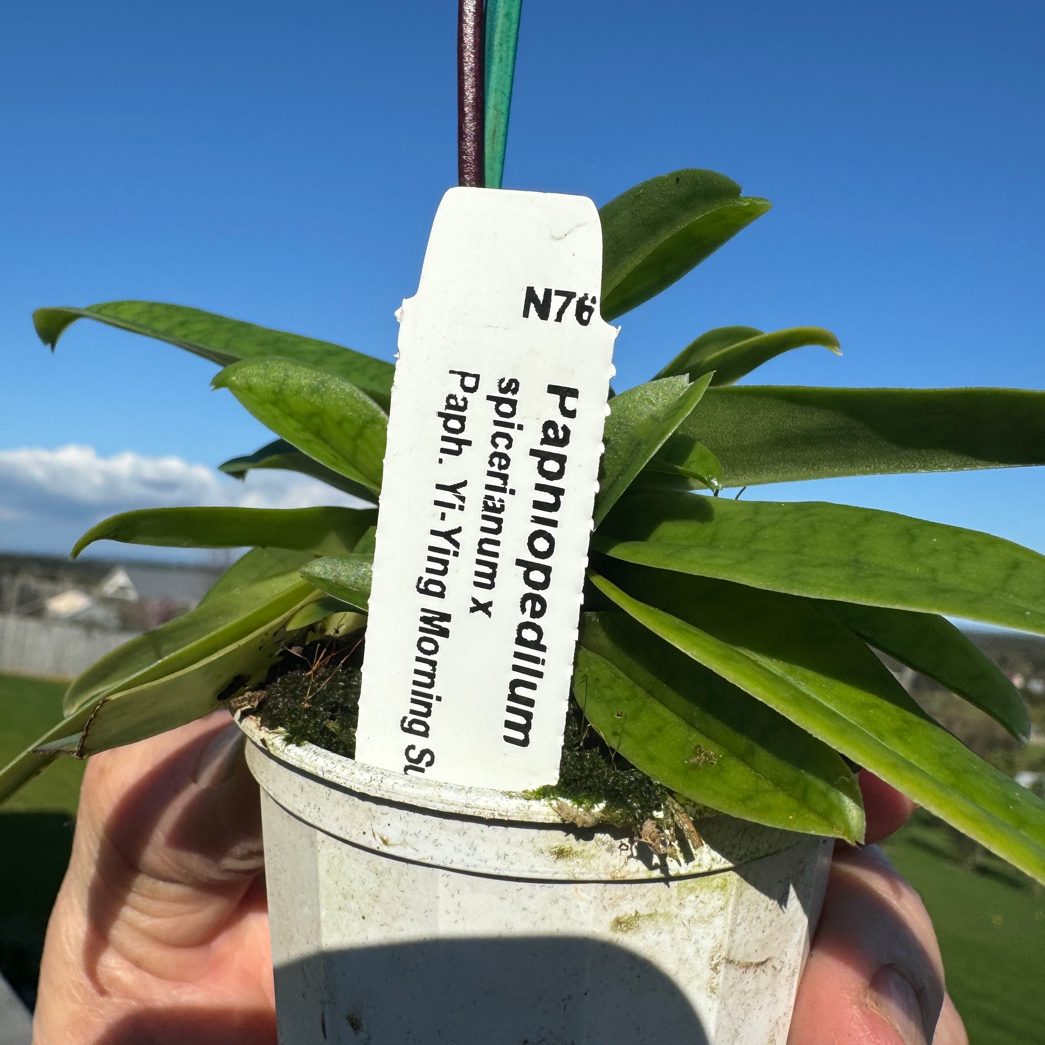 Paphiopedilum spicerianum x Yi Ying'Morning Sun'