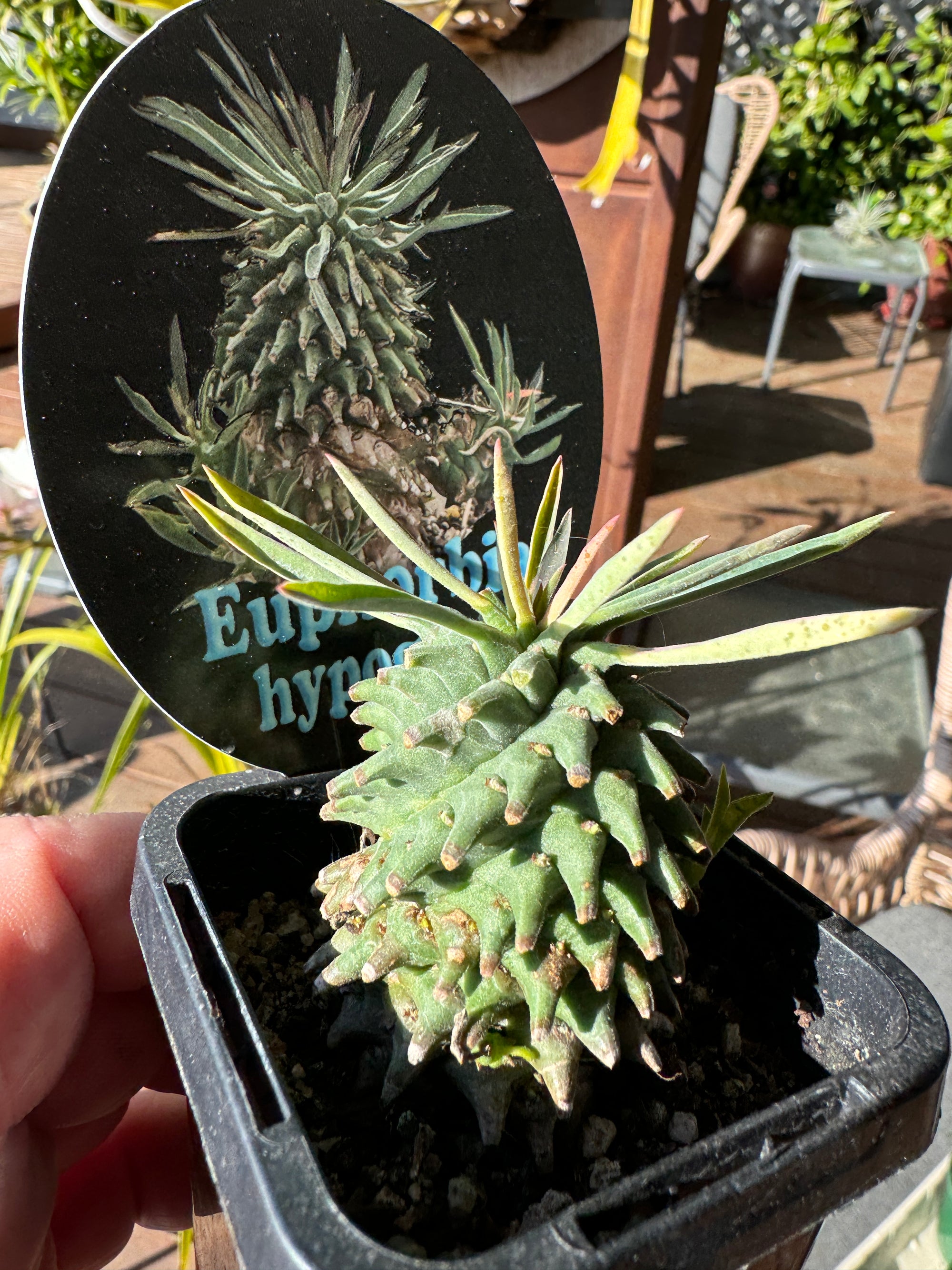 Euphorbia hypogaea - The Underground Spurge (Not for WA)