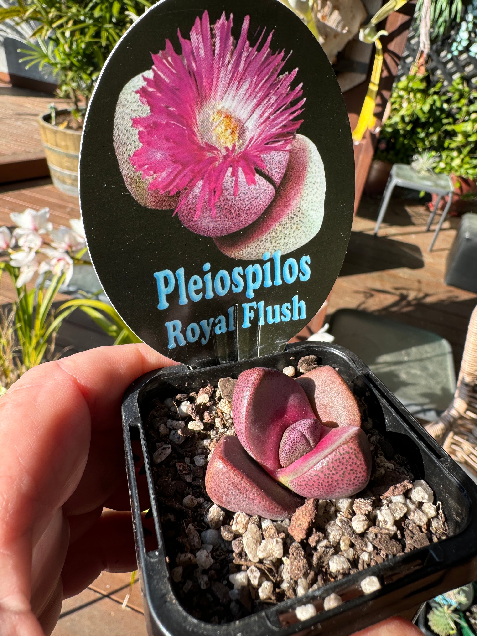 Pleiospilos nelii 'Royal Flush'