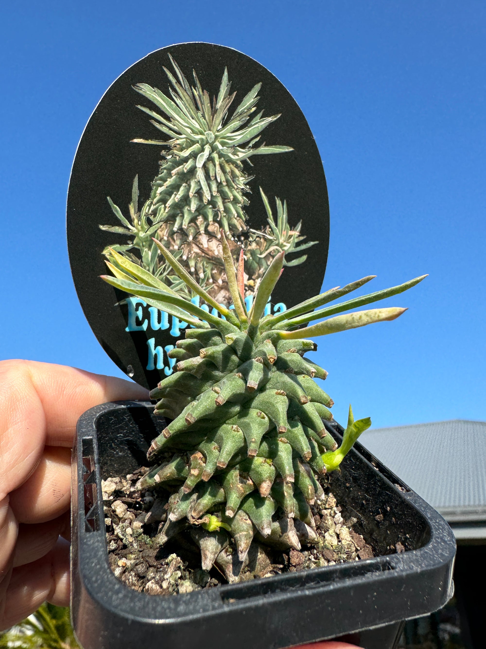 Euphorbia hypogaea - The Underground Spurge (Not for WA)