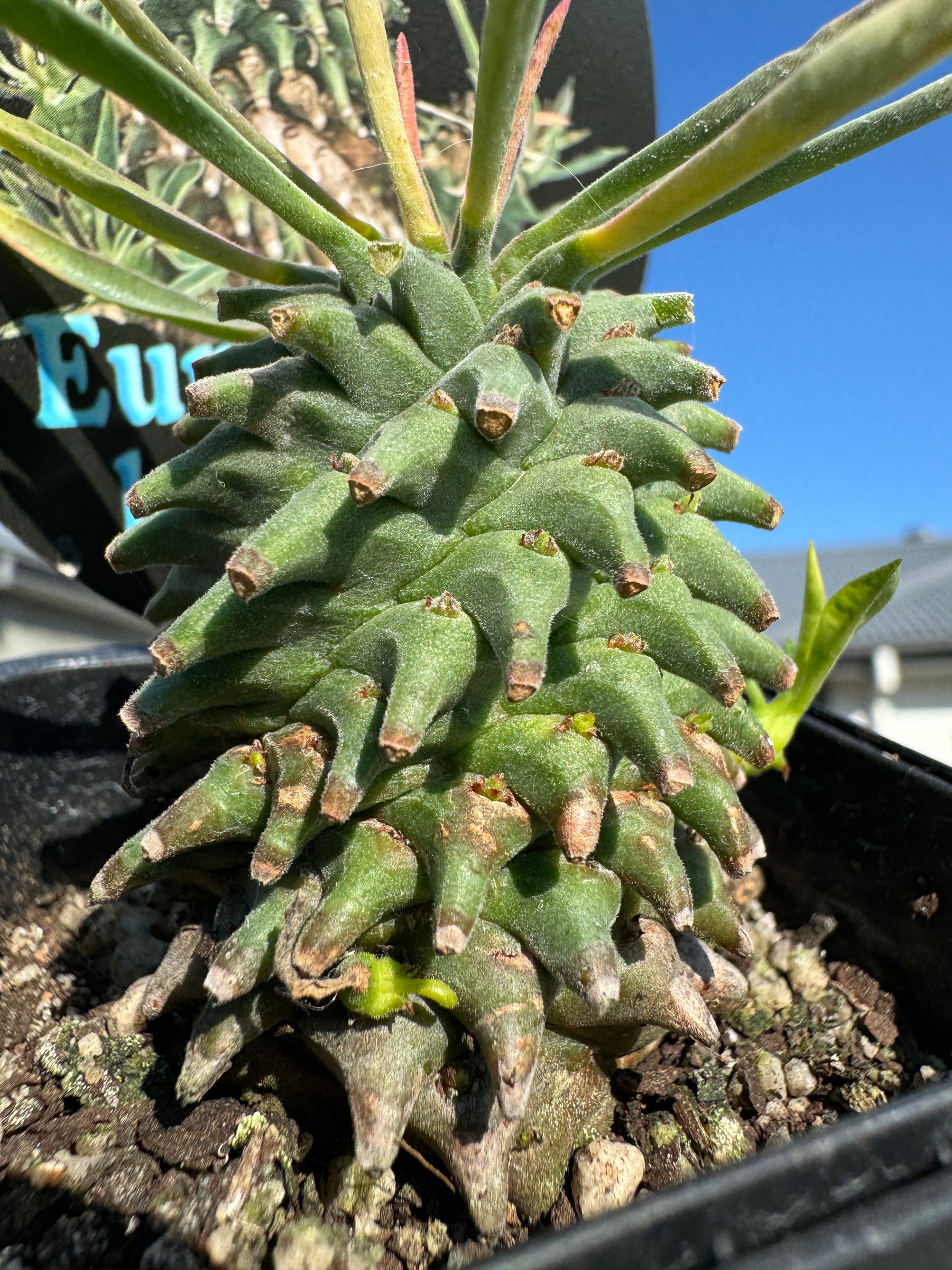 Euphorbia hypogaea - The Underground Spurge (Not for WA)