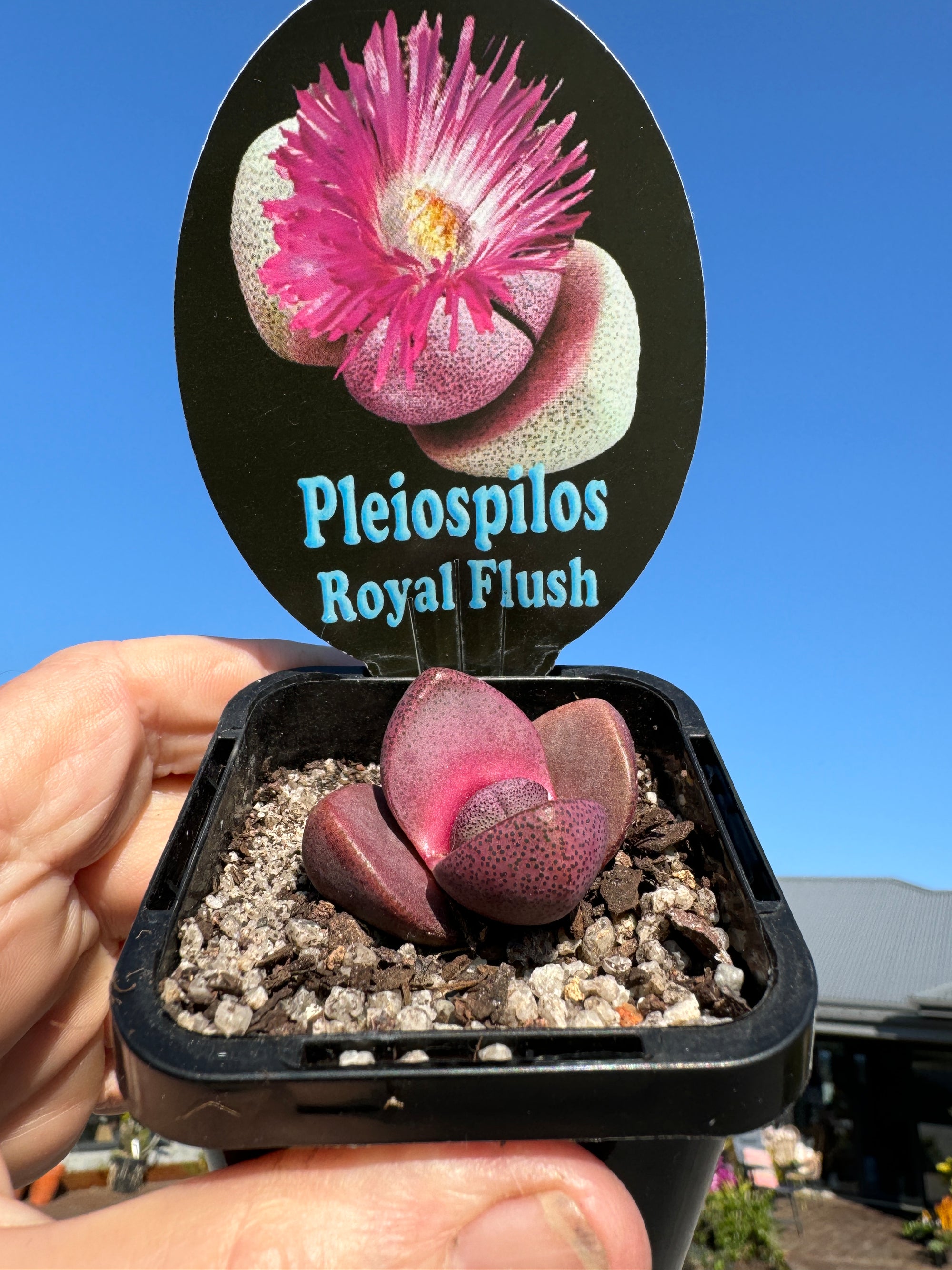 Pleiospilos nelii 'Royal Flush'