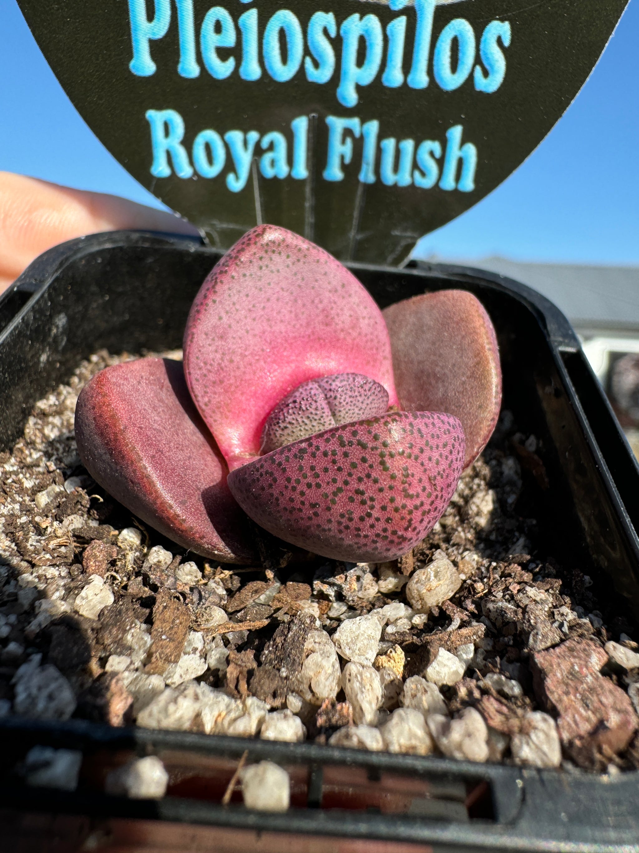 Pleiospilos nelii 'Royal Flush'