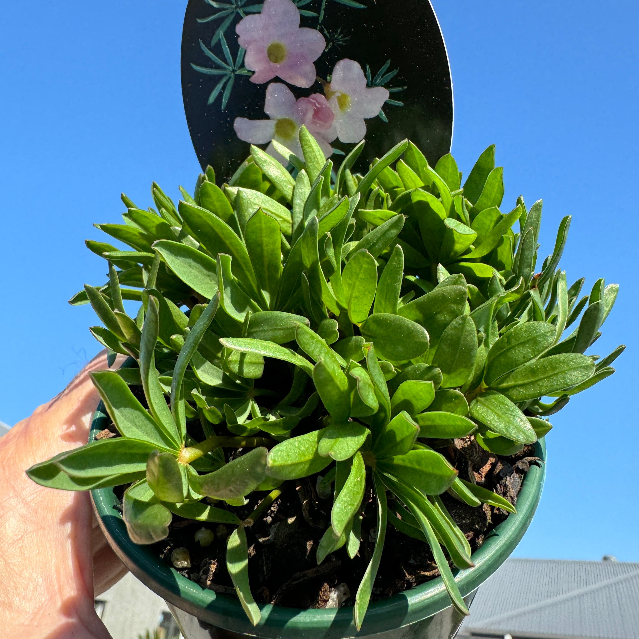 Oxalis flava  'Pink Form'