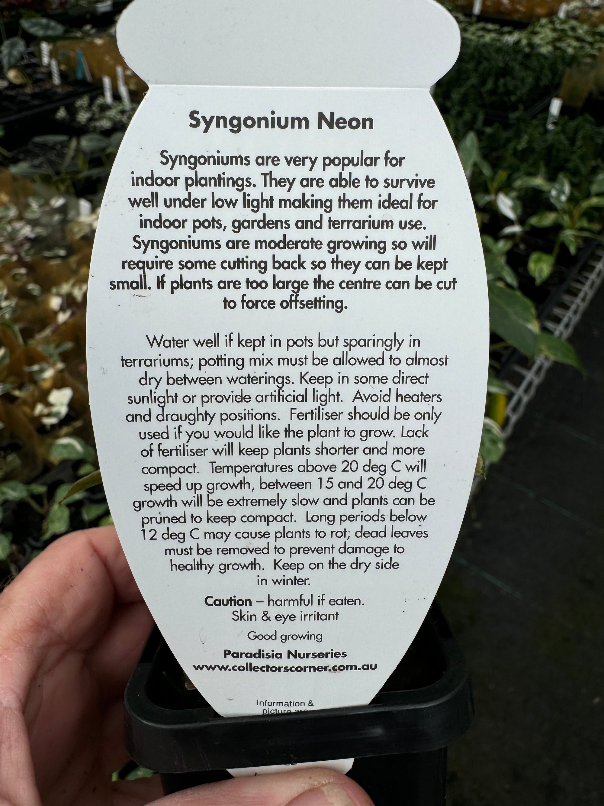 Syngonium Neon