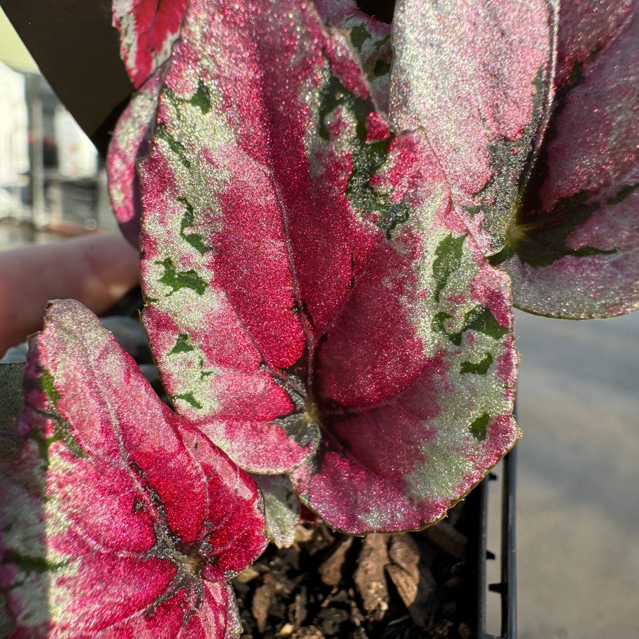 Begonia Rex 'Maui Sunset'