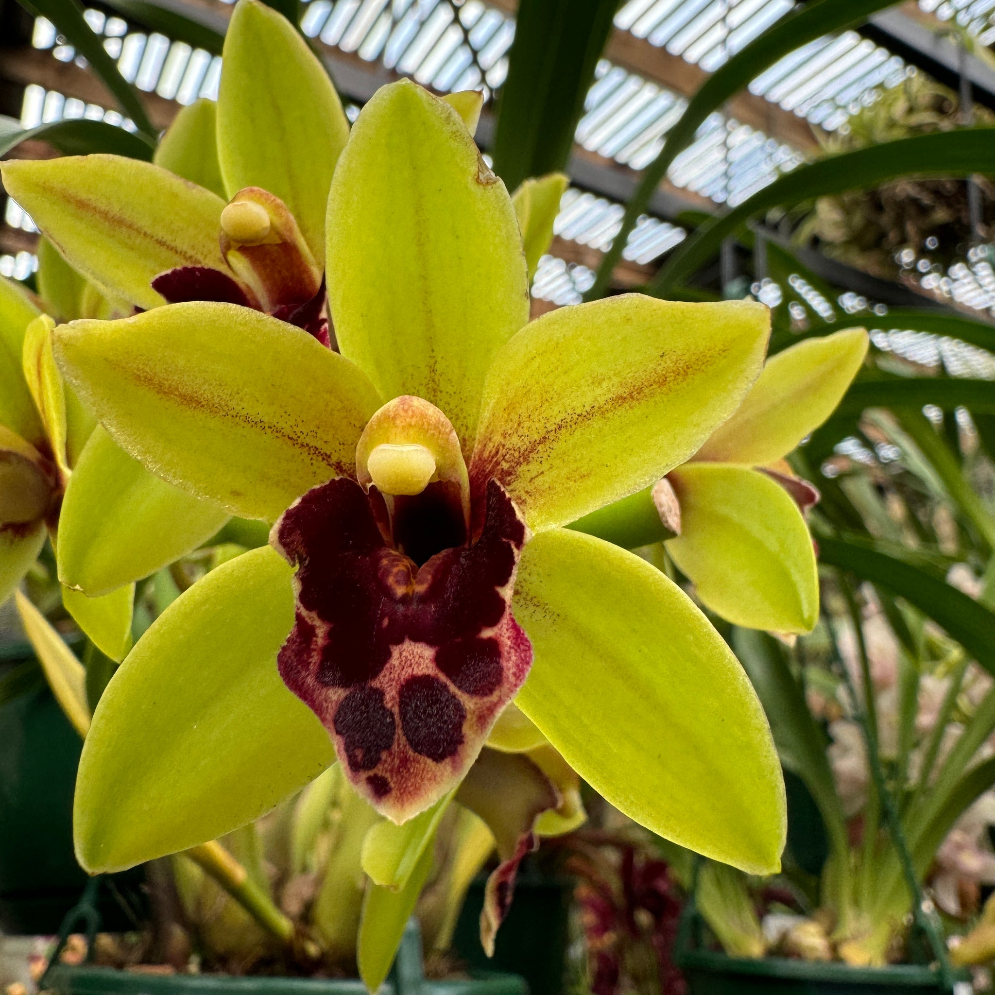 Cymbidium 'Afterglow'