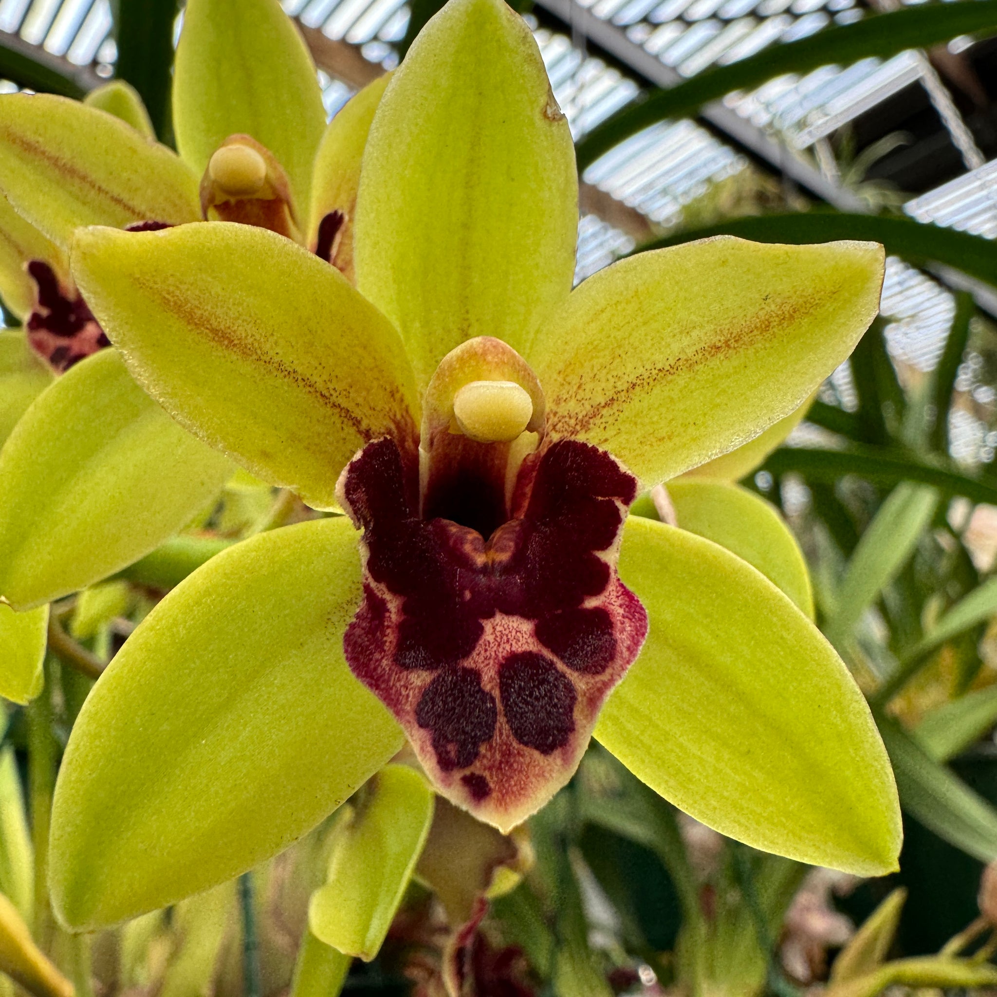 Cymbidium 'Afterglow'