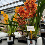 Cymbidium 'Orange Pepper'