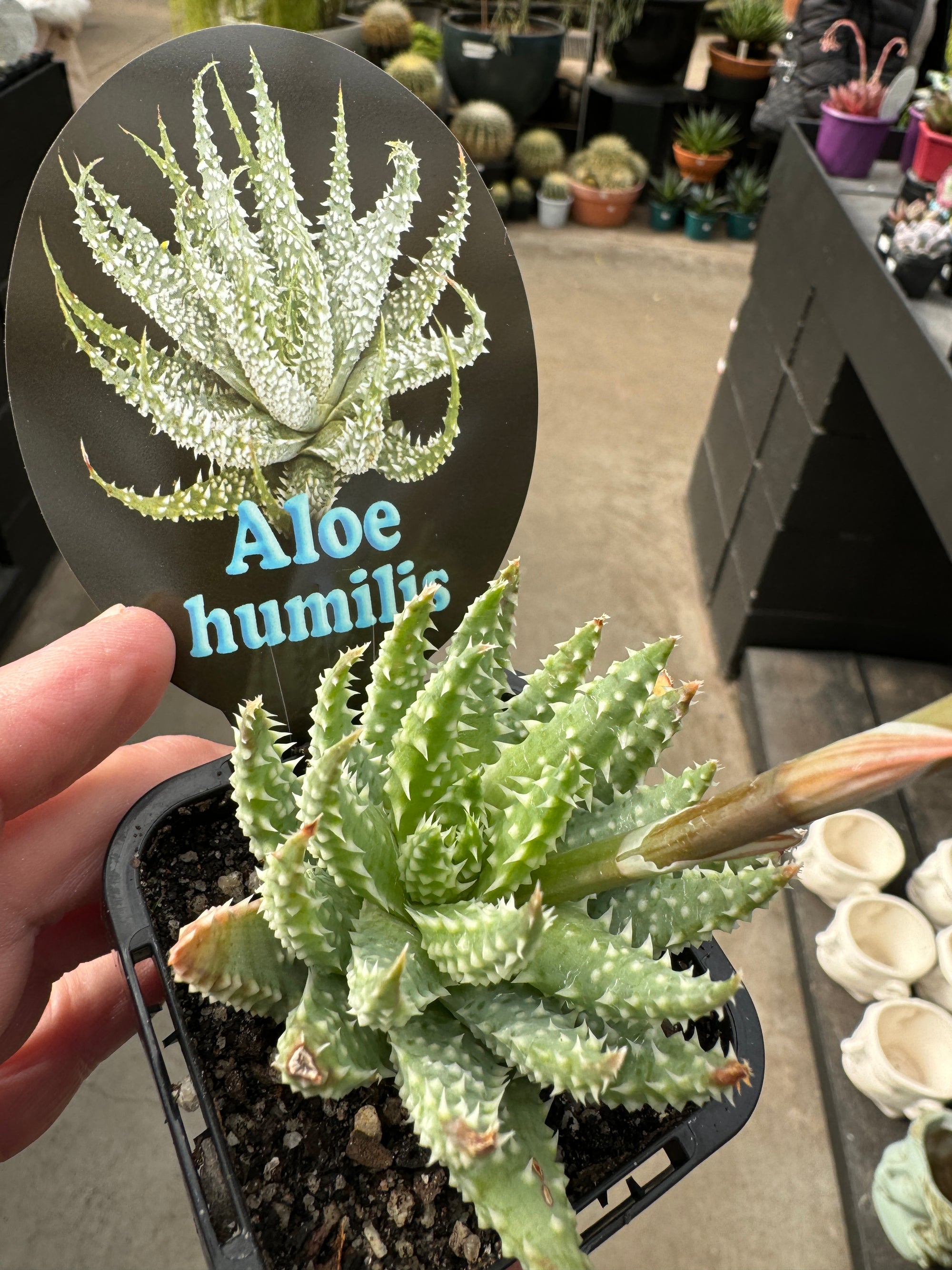 Aloe humilis 'Dwarf Blue Aloe'