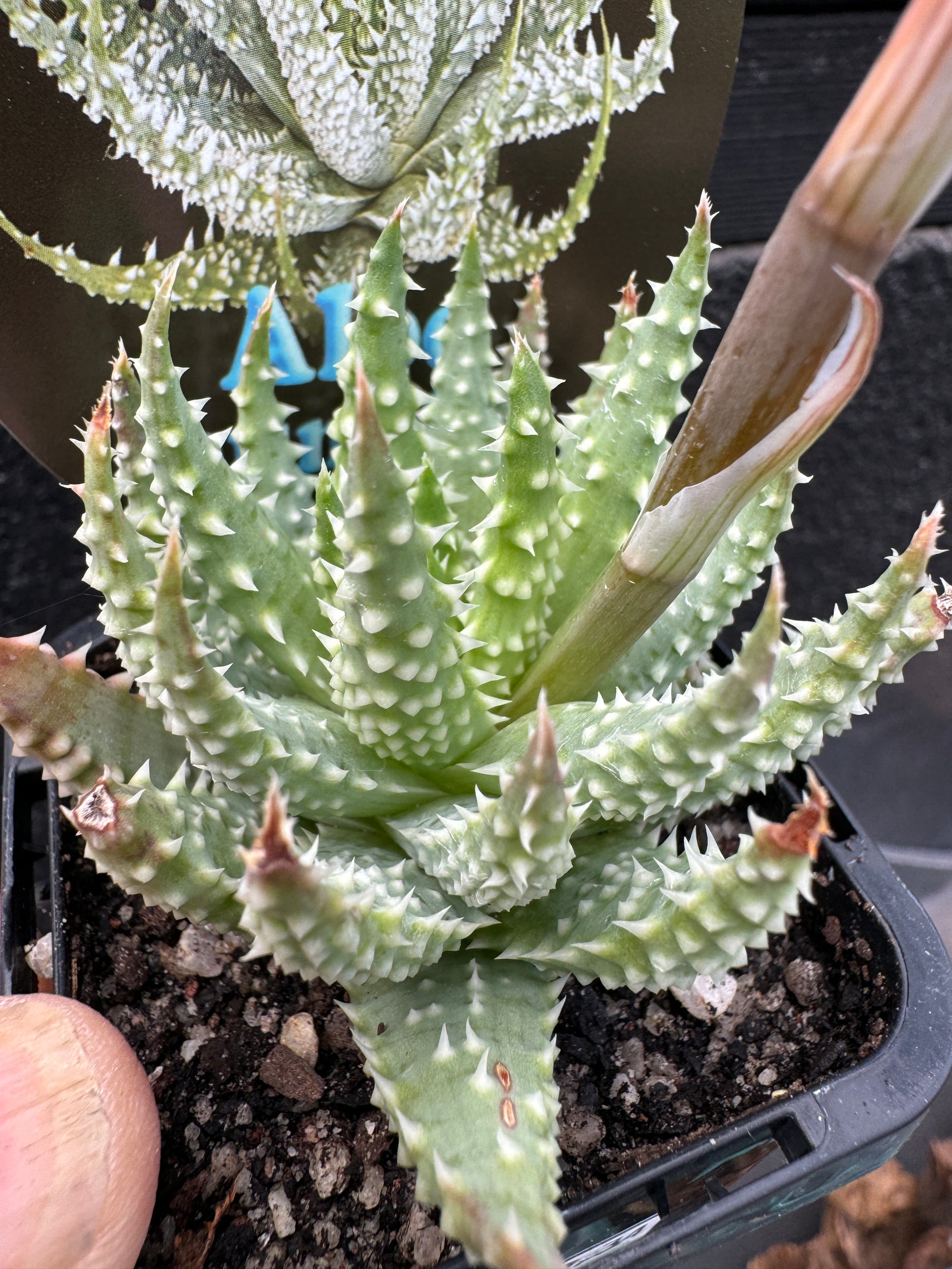 Aloe humilis 'Dwarf Blue Aloe'