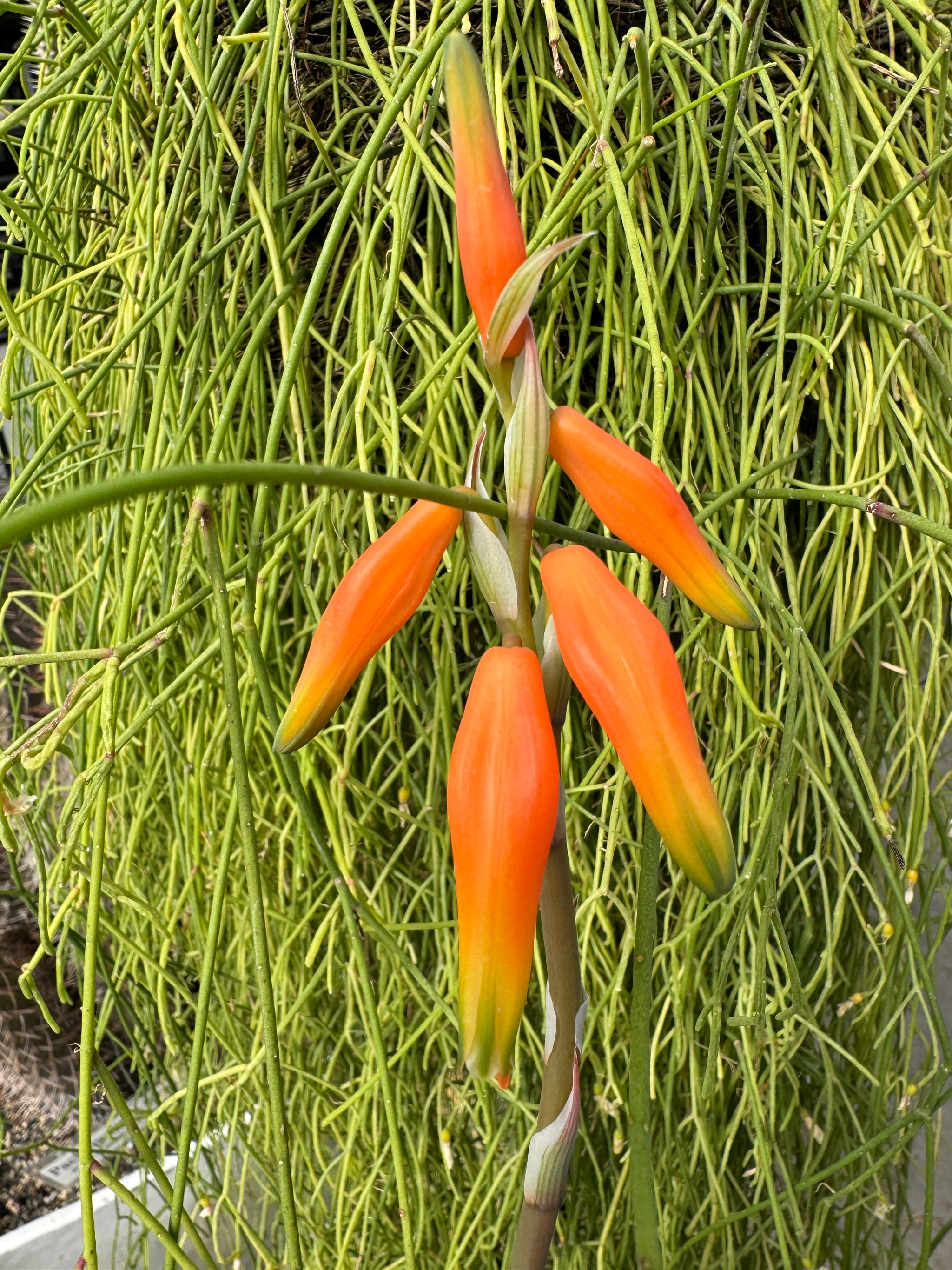 Aloe humilis 'Dwarf Blue Aloe'