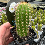 Trichocereus spachianus "The Golden Torch'