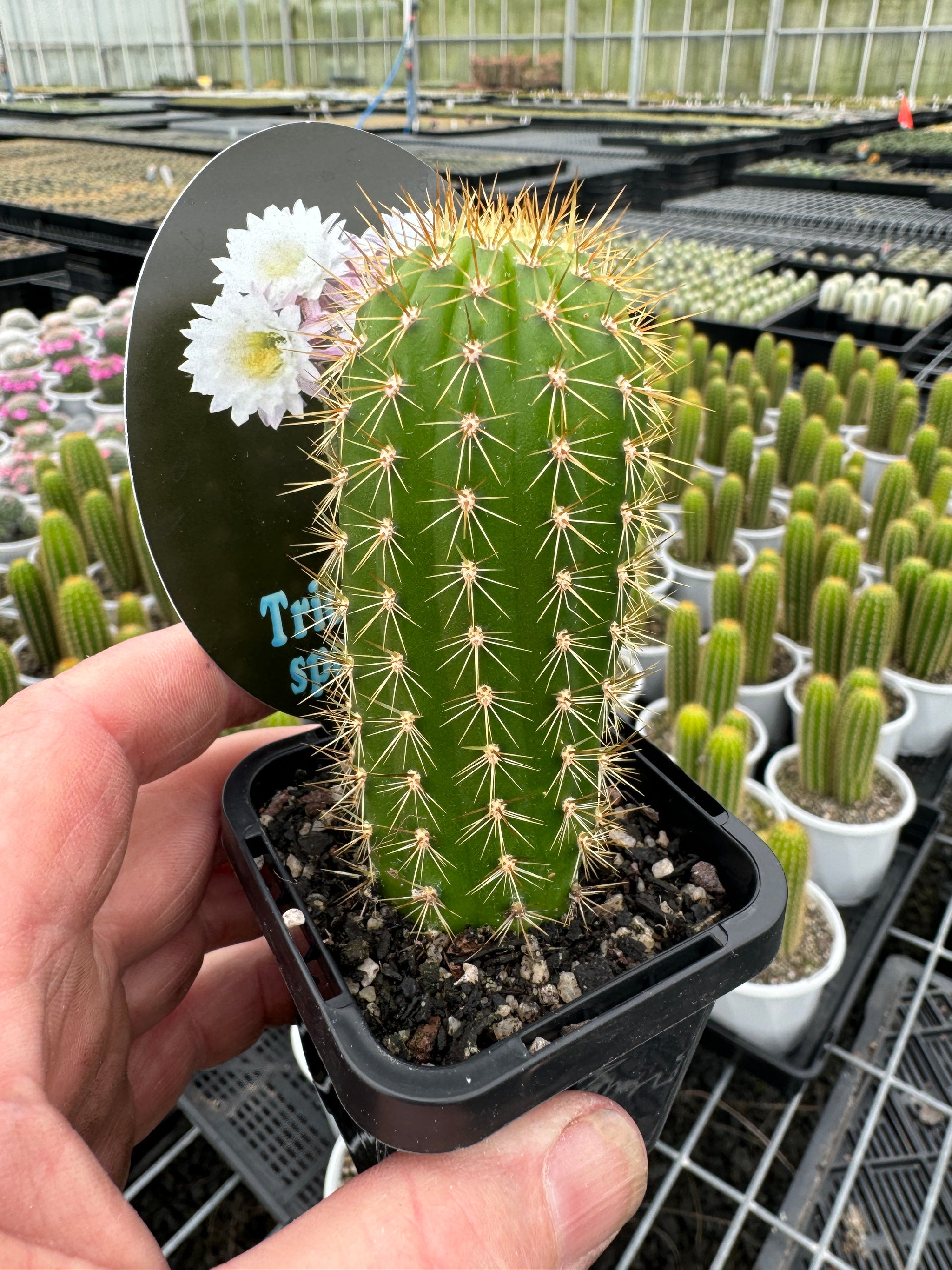 Trichocereus spachianus "The Golden Torch'