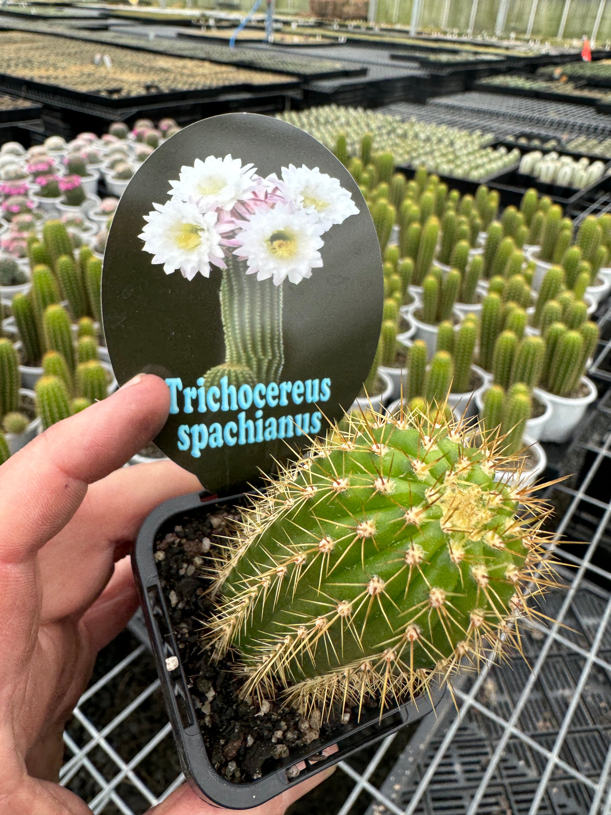 Trichocereus spachianus "The Golden Torch'