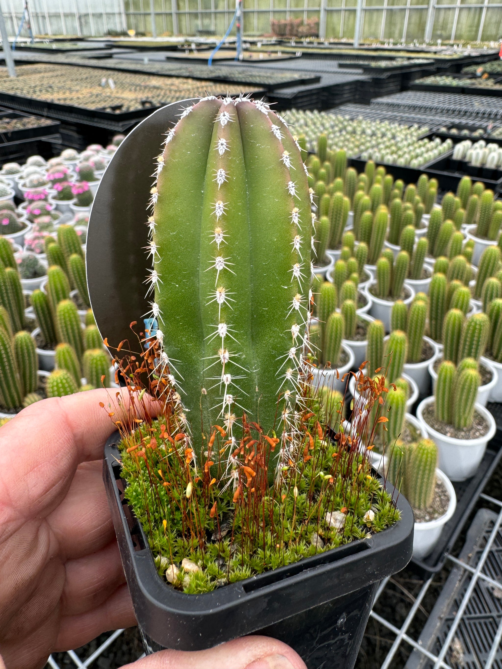 Pachycereus  marginatus  Fence Post Cactus