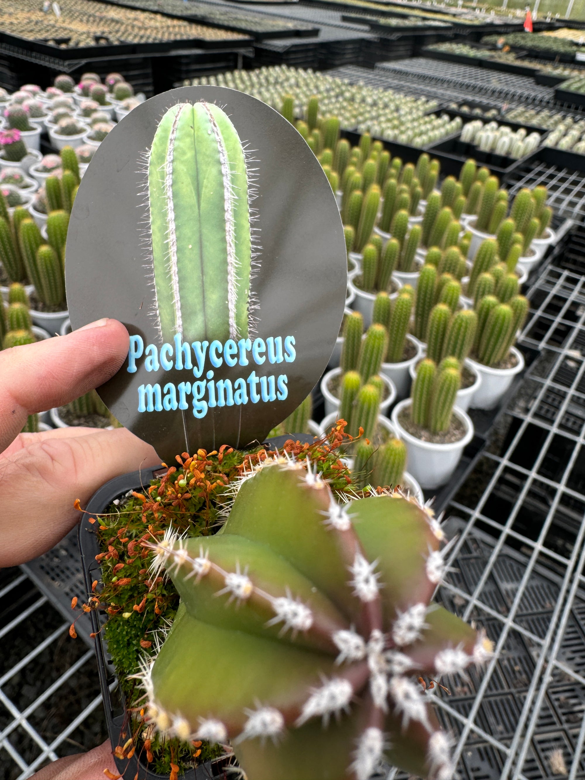 Pachycereus  marginatus  Fence Post Cactus