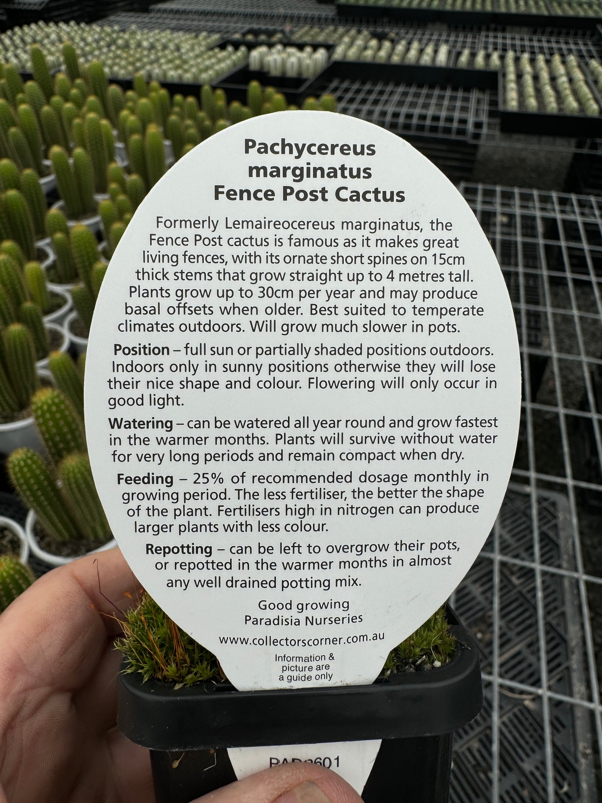 Pachycereus  marginatus  Fence Post Cactus