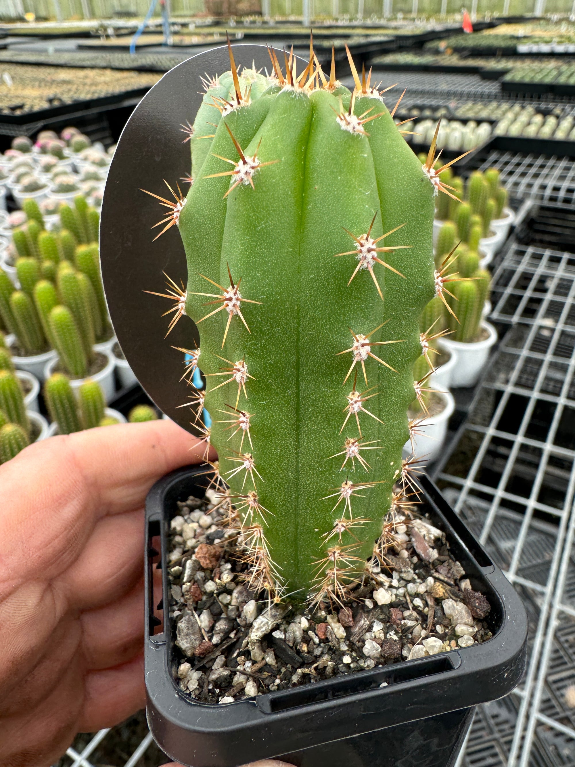 Trichocereus peruvianus