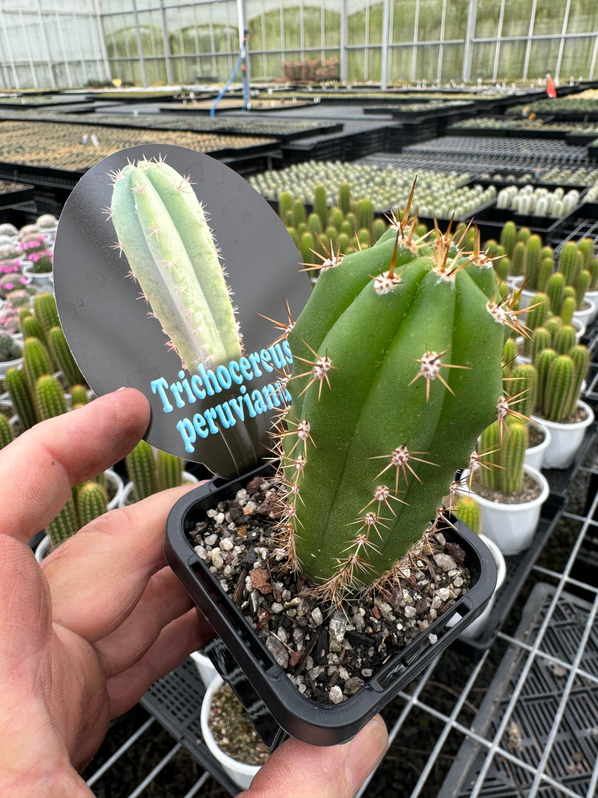 Trichocereus peruvianus