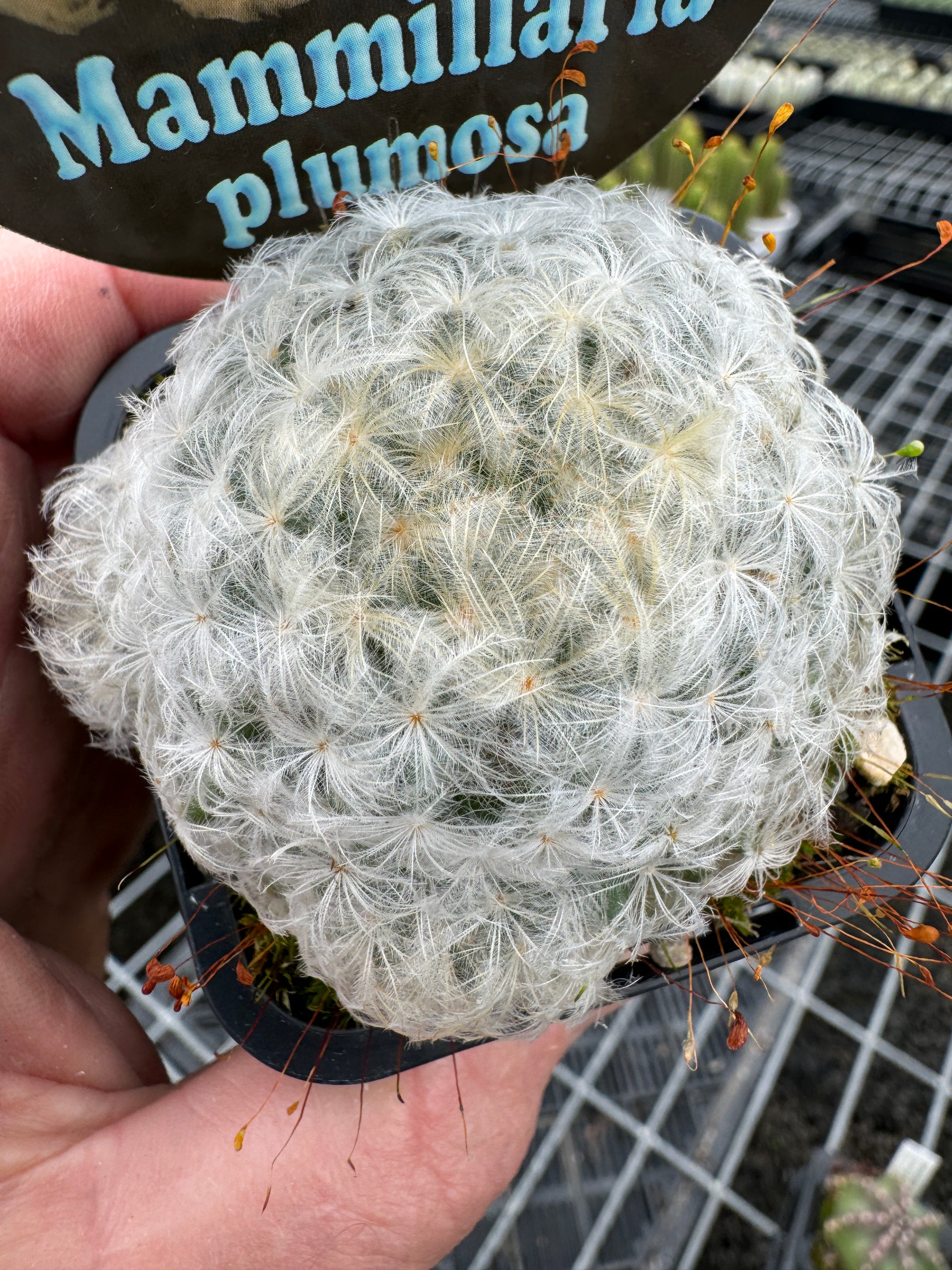 Mammillaria plumosa – Feather Cactus